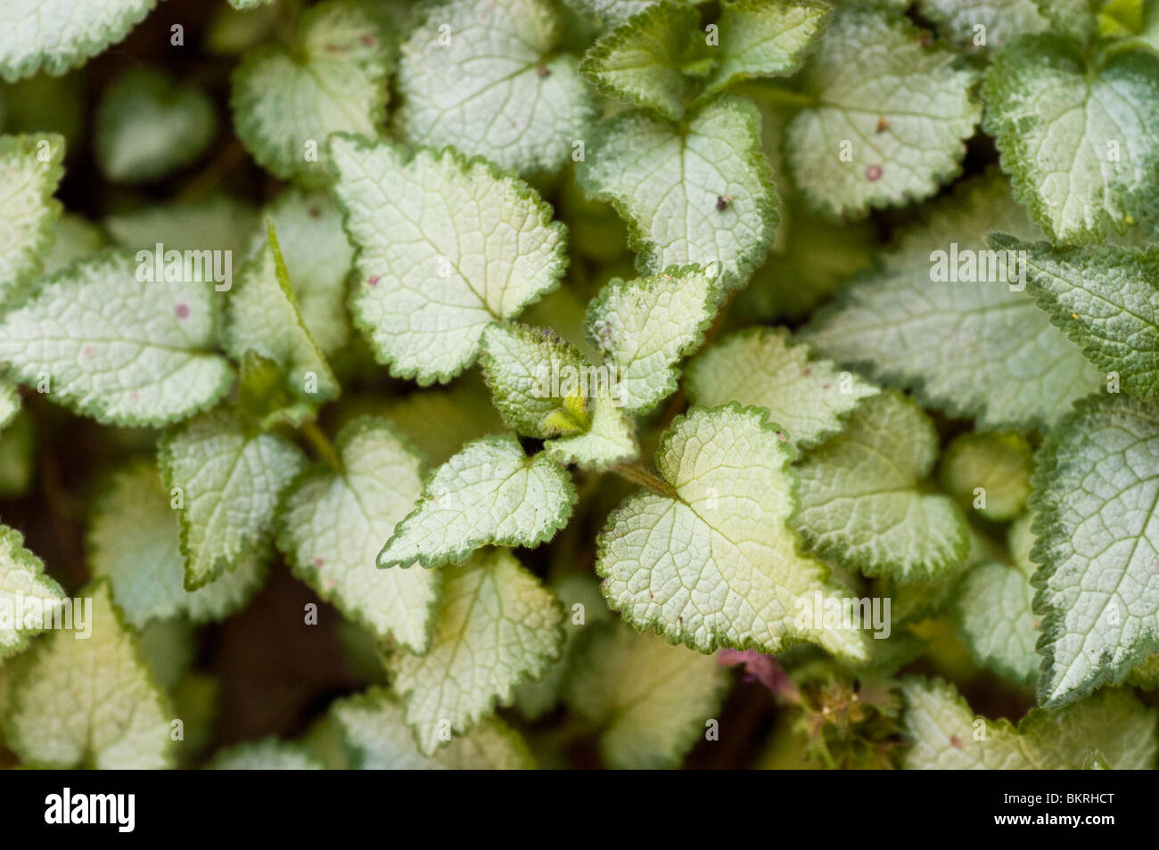 Lamium Maculatum, patinato bianco Deadnettle, Lamiaceae, Purple Dragon, jasnota plamista, Foto Stock