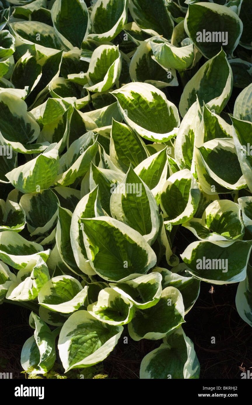 Hosta Minuteman, Piantaggine Lily, Hostaceae Foto Stock