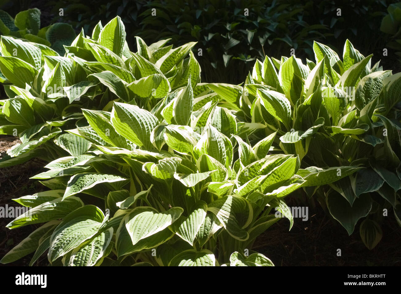 Hosta luna di agosto, Piantaggine Lily, Hostaceae Foto Stock