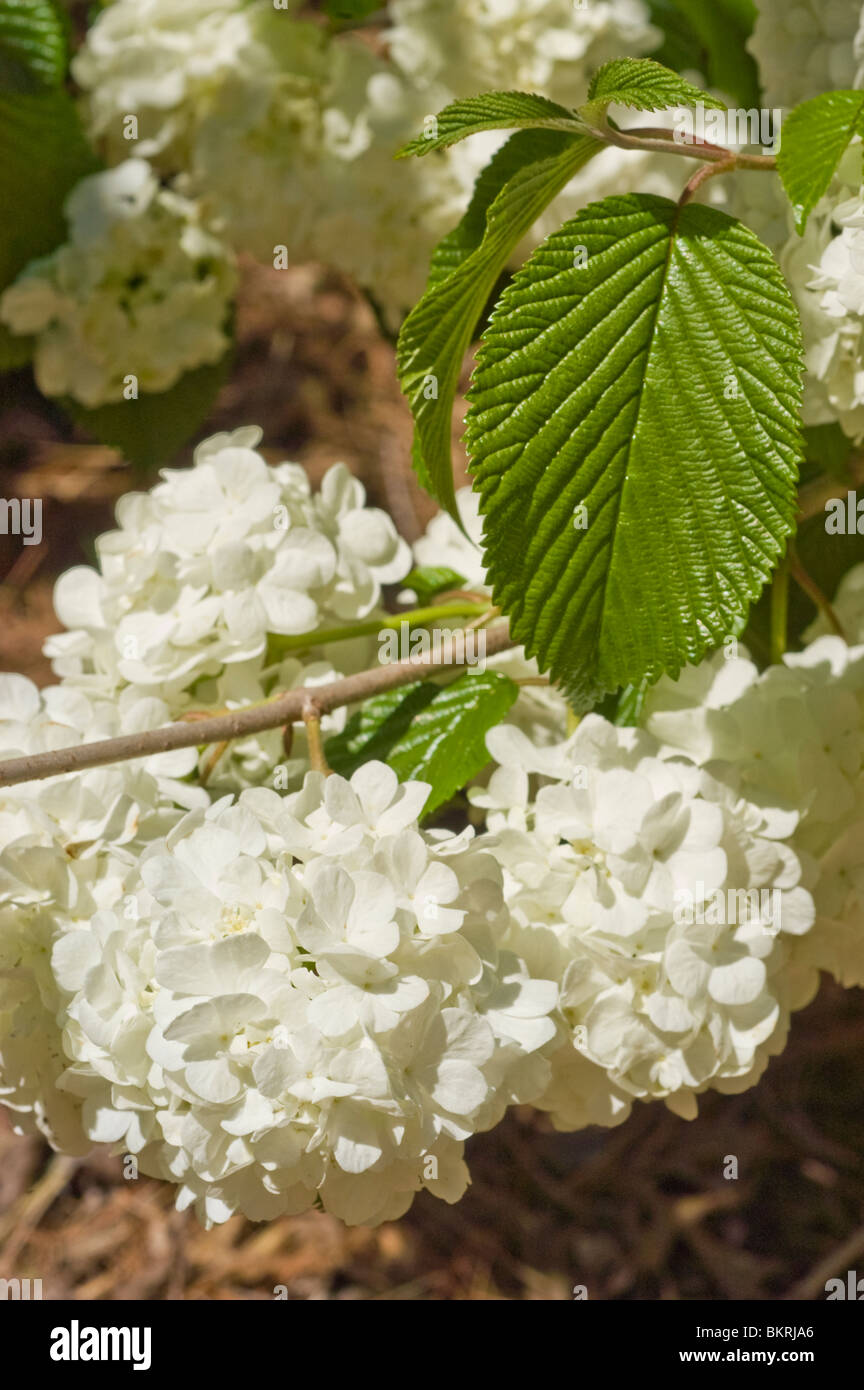 Viburnum plicatum var. tomentosum "Pop Corn", Caprifoliaceae, Doublefile pallon di maggio, Giapponese Snowball Bush, Kalina, Giappone, Corea, Foto Stock