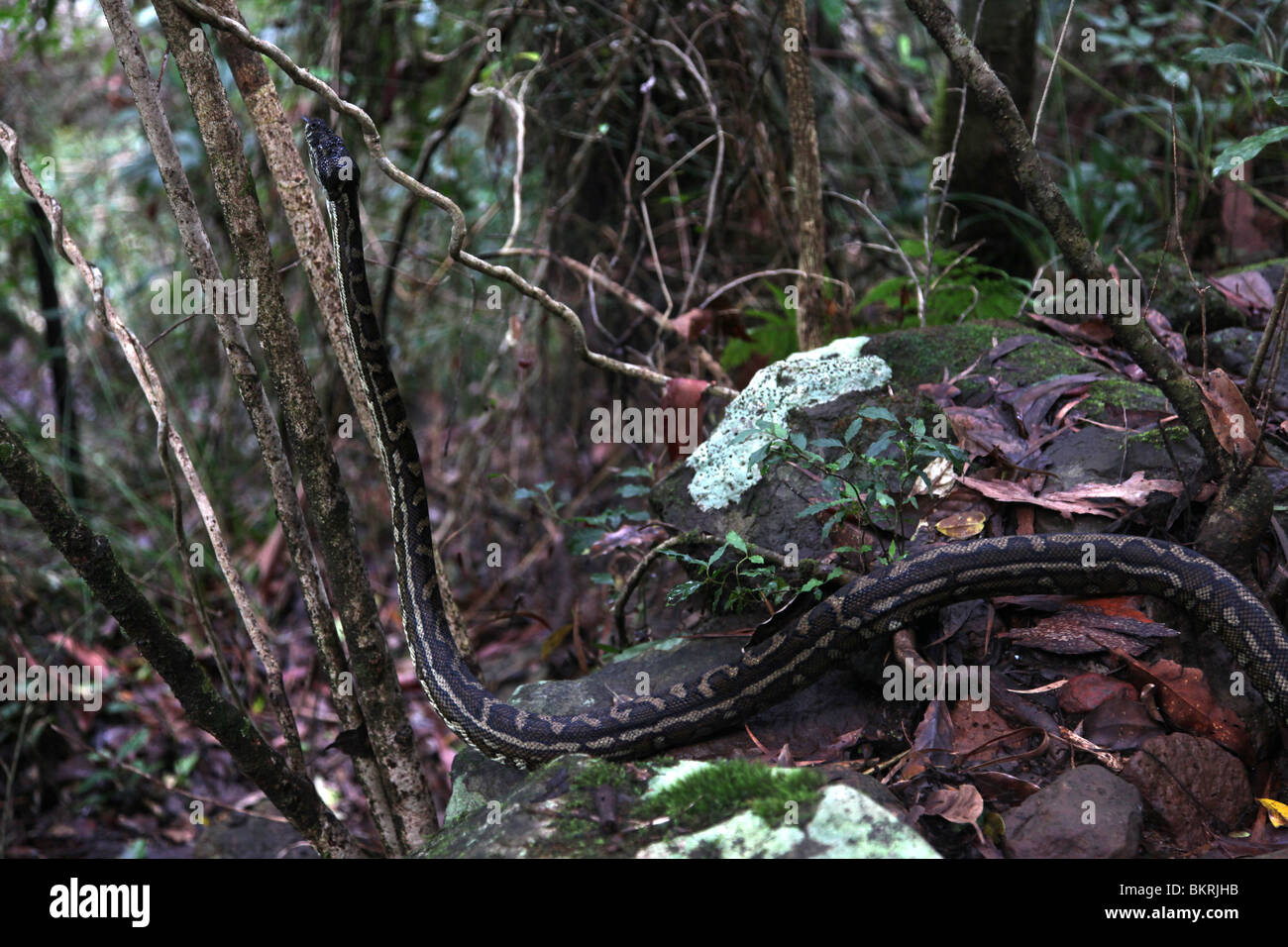 Tappeto Python (Morelia spilota) Mt avvertimento (Wollumbin), NSW, Australia Foto Stock