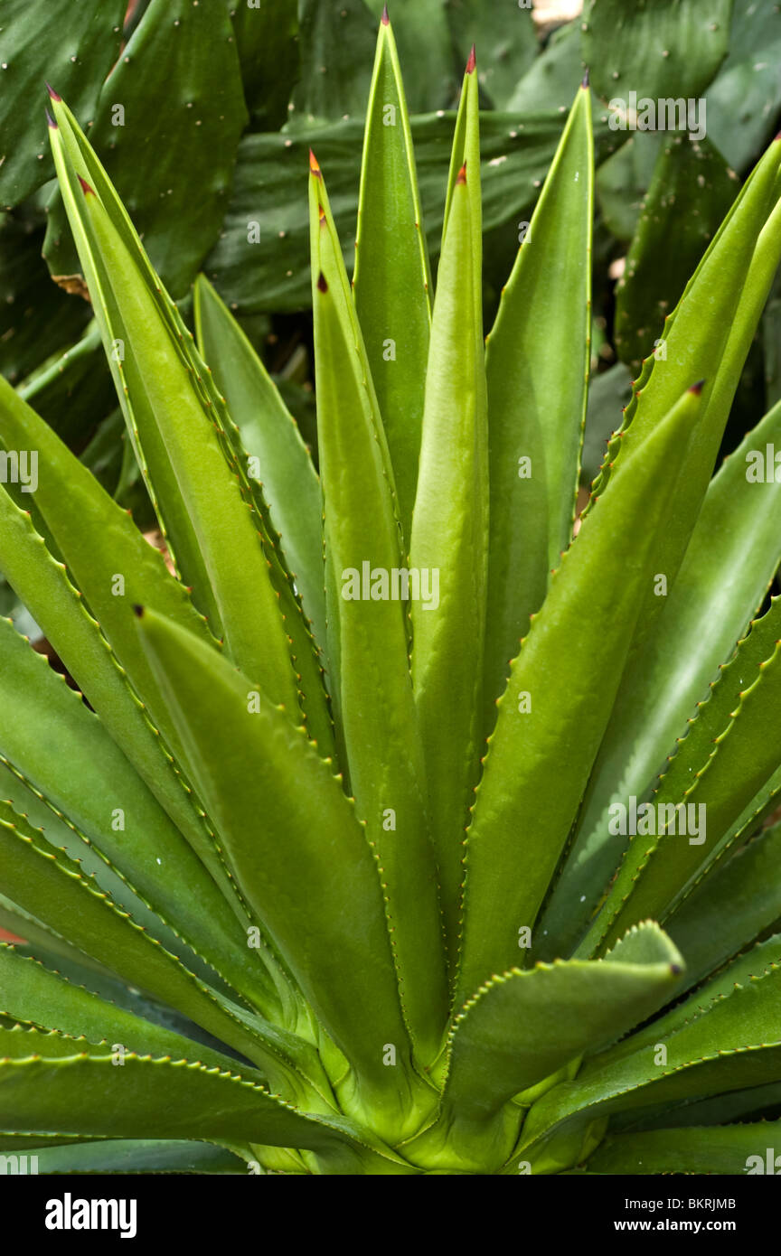 Agave blu, tequila agave, mezcal,maguey, Agave tequiliana, agavaceae, Messico Foto Stock