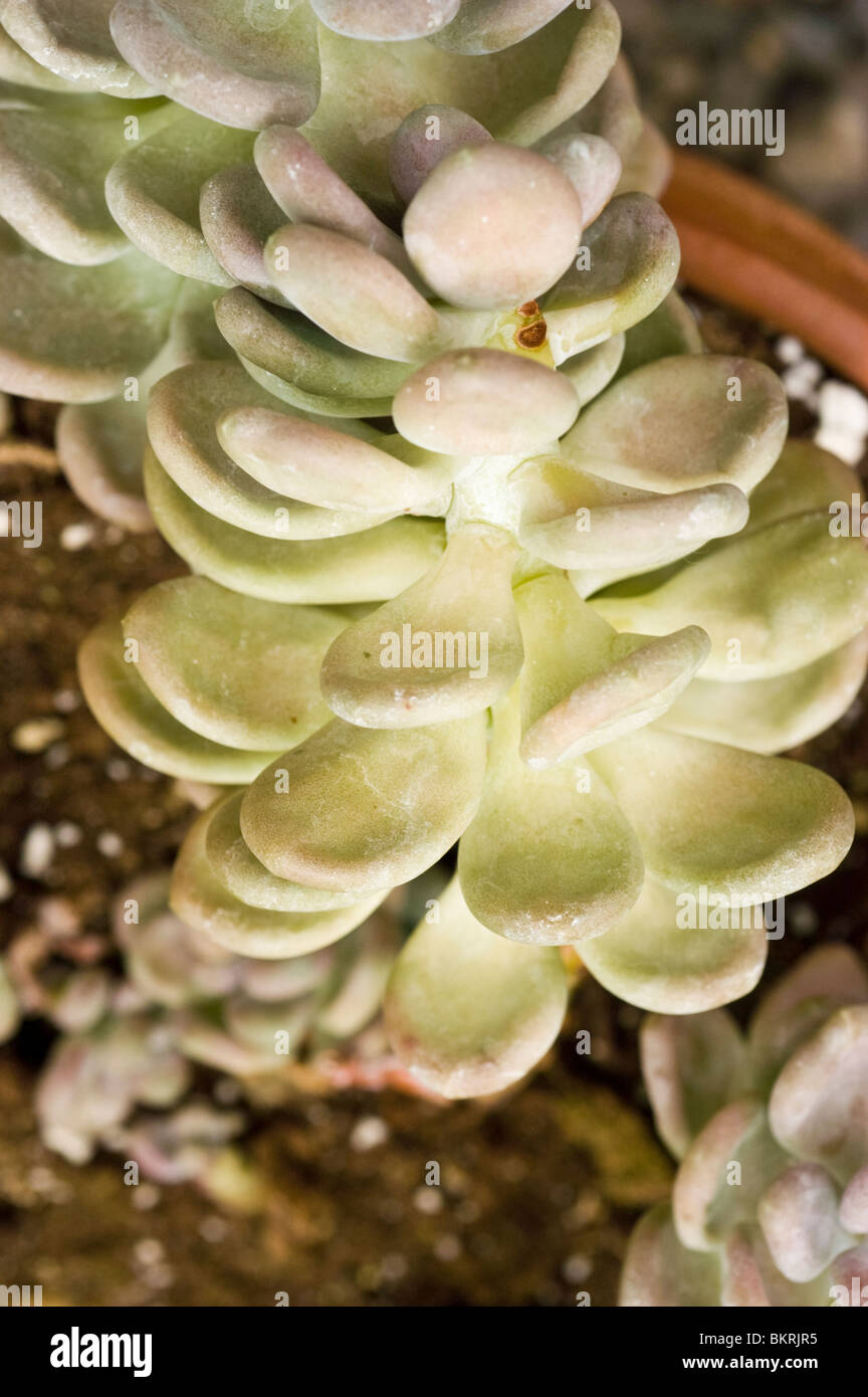 Gioiello di piante a foglia, Graptopetalum amethystinum, piante succulente | Dicotiledoni, piante succulente, Messico, America del Nord Foto Stock