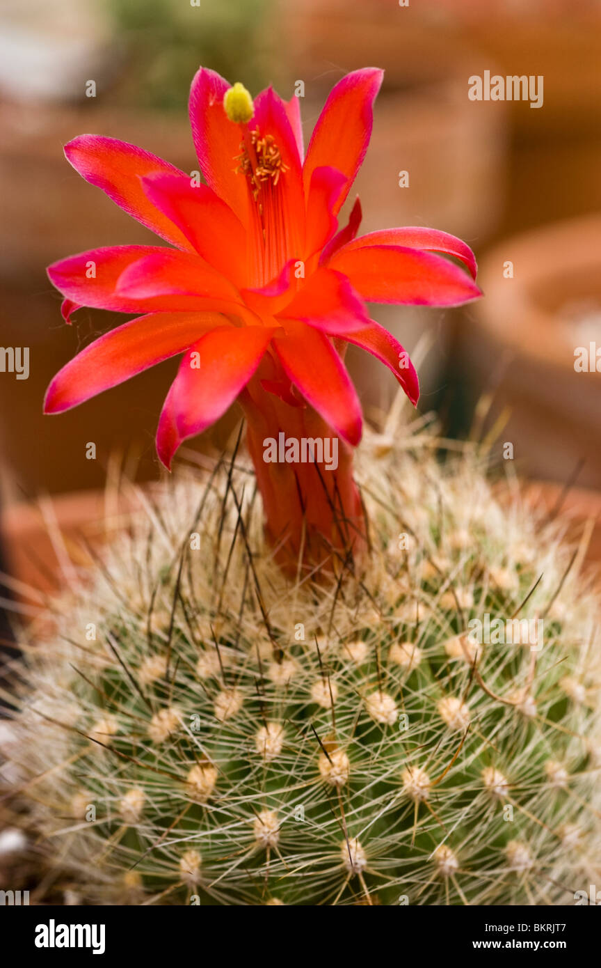 Matucana haynei Villarsia, cactaceae, Perù, Sud America, cactus, rosso, fiore Foto Stock