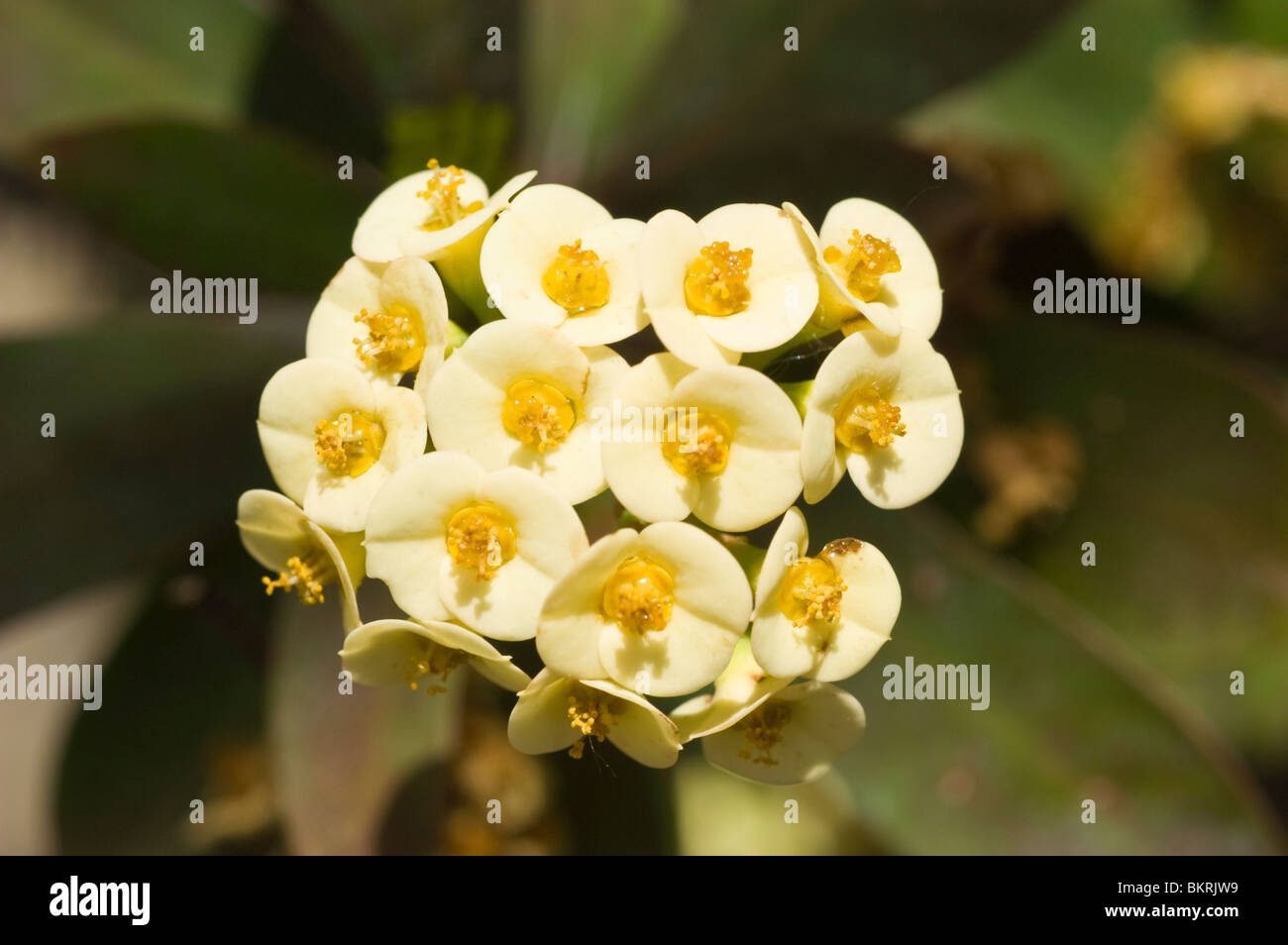 La corona di spine, Euphorbia Milii, pallido, giallo, fiori , Euphorbiaceae, wilczomlecz piekny, korona cierniowa Foto Stock