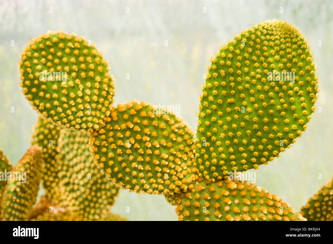 Bunny orecchio Cactus, Bunny Cactus, Polka-dot, Cactus Opuntia microdasys, Cactaceae Foto Stock