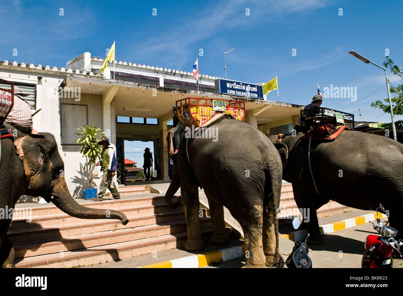 Elephant i taxi attendono i passeggeri al di fuori di Surin della stazione ferroviaria. Foto Stock