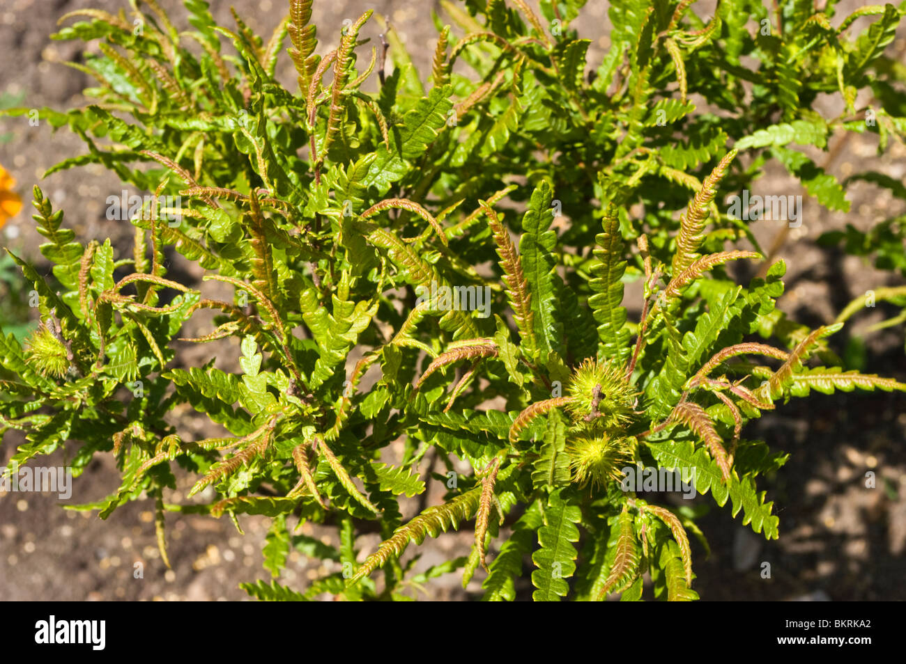 Dolce Felce, Comptonia peregrina, Myricaceae Foto Stock