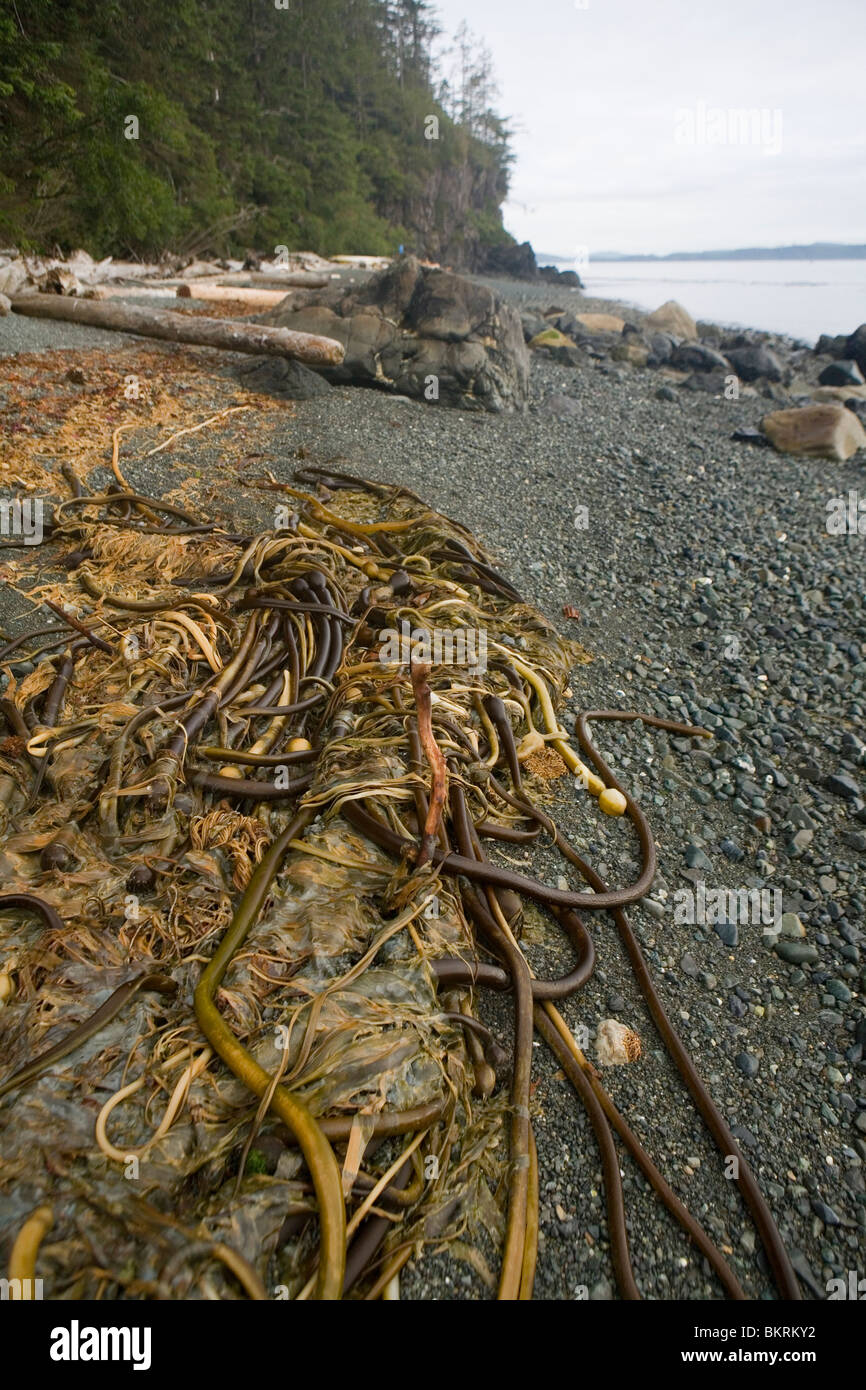 Kelp su una spiaggia vicino a Telegraph Cove Foto Stock
