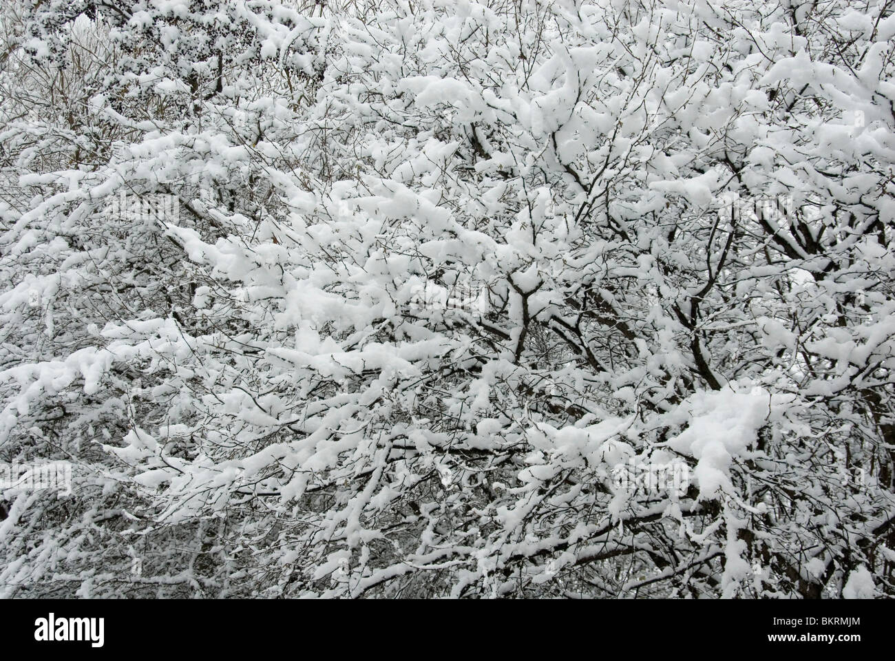 Neve rami a pieno carico Foto Stock