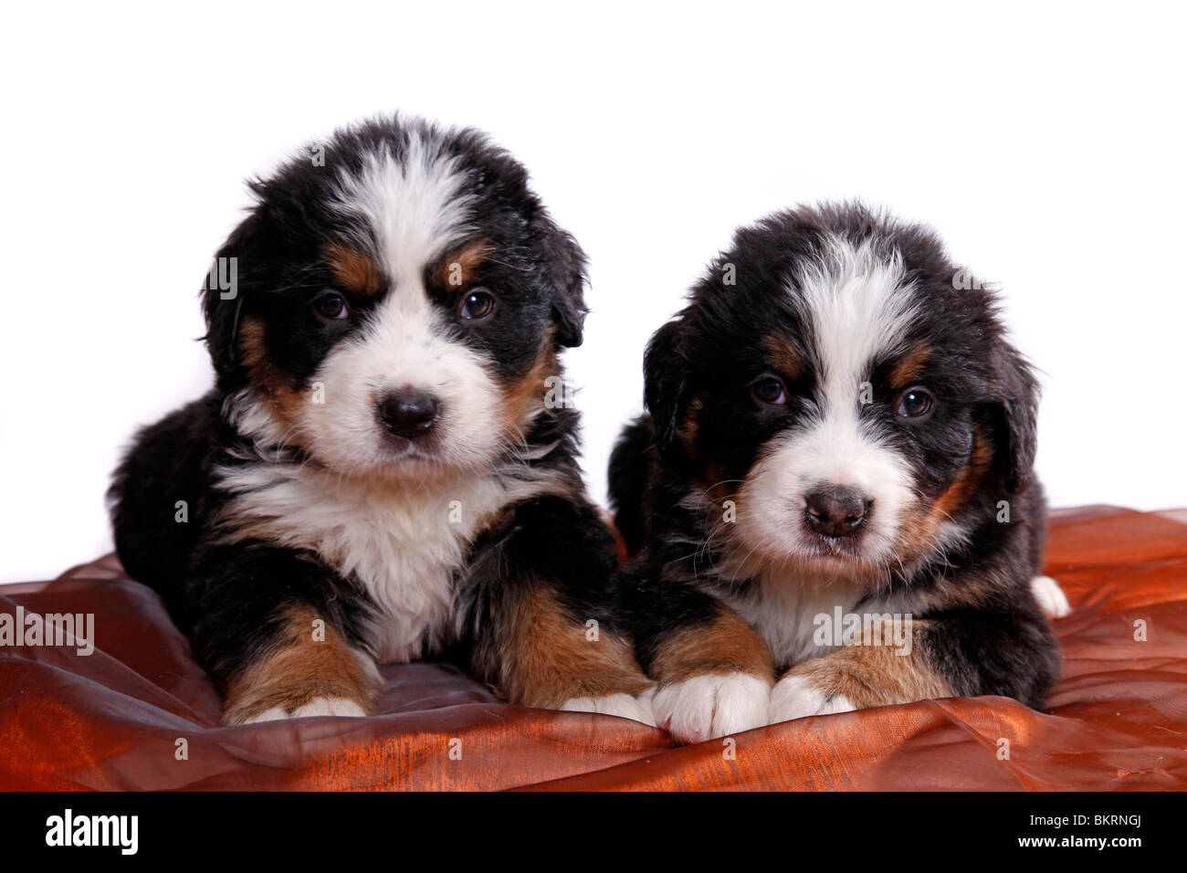 Berner Sennenhund Welpen / Bovaro del Bernese cuccioli Foto Stock