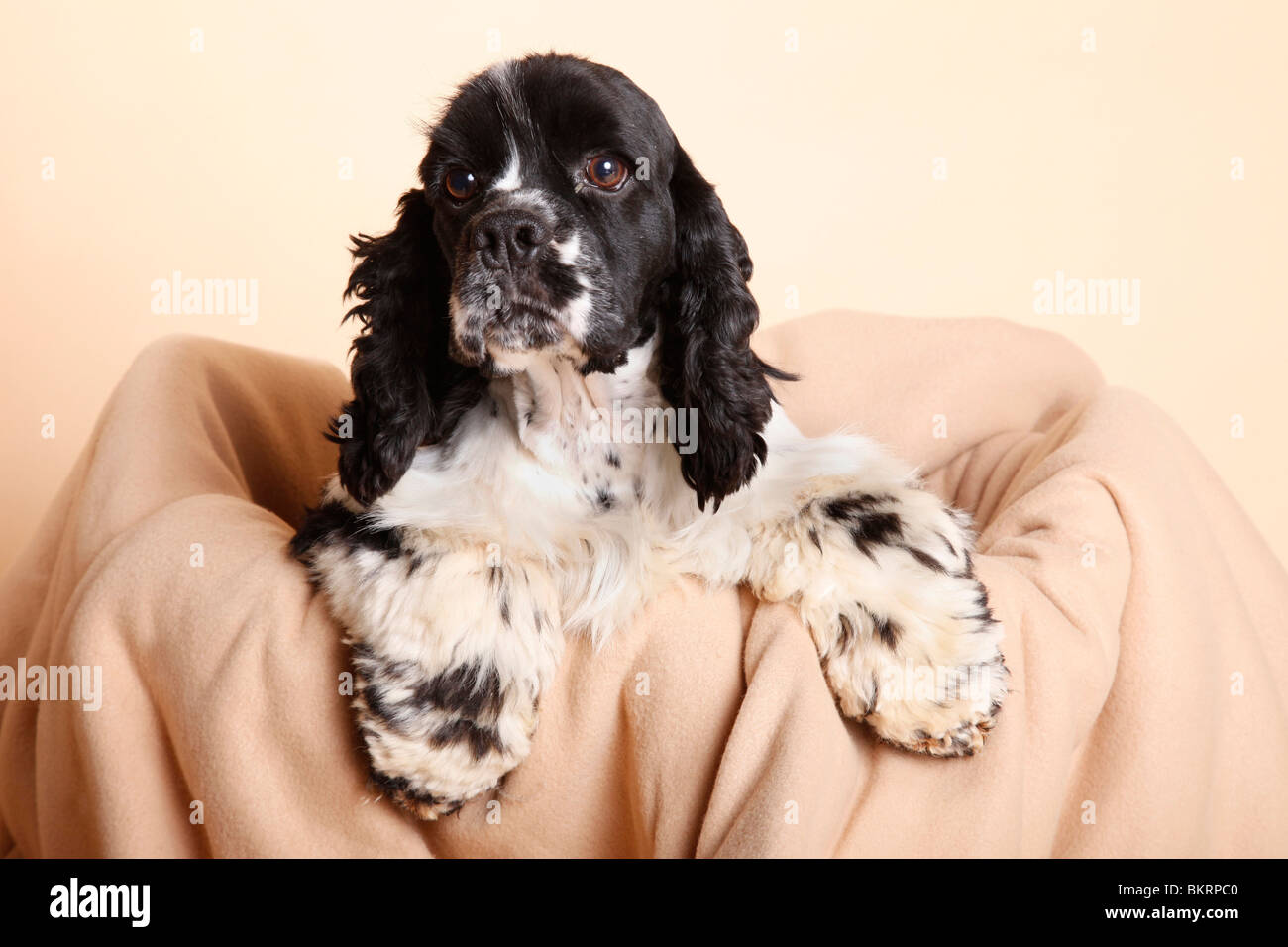 Junger American Cocker Spaniel / Young American Cocker Spaniel Foto Stock