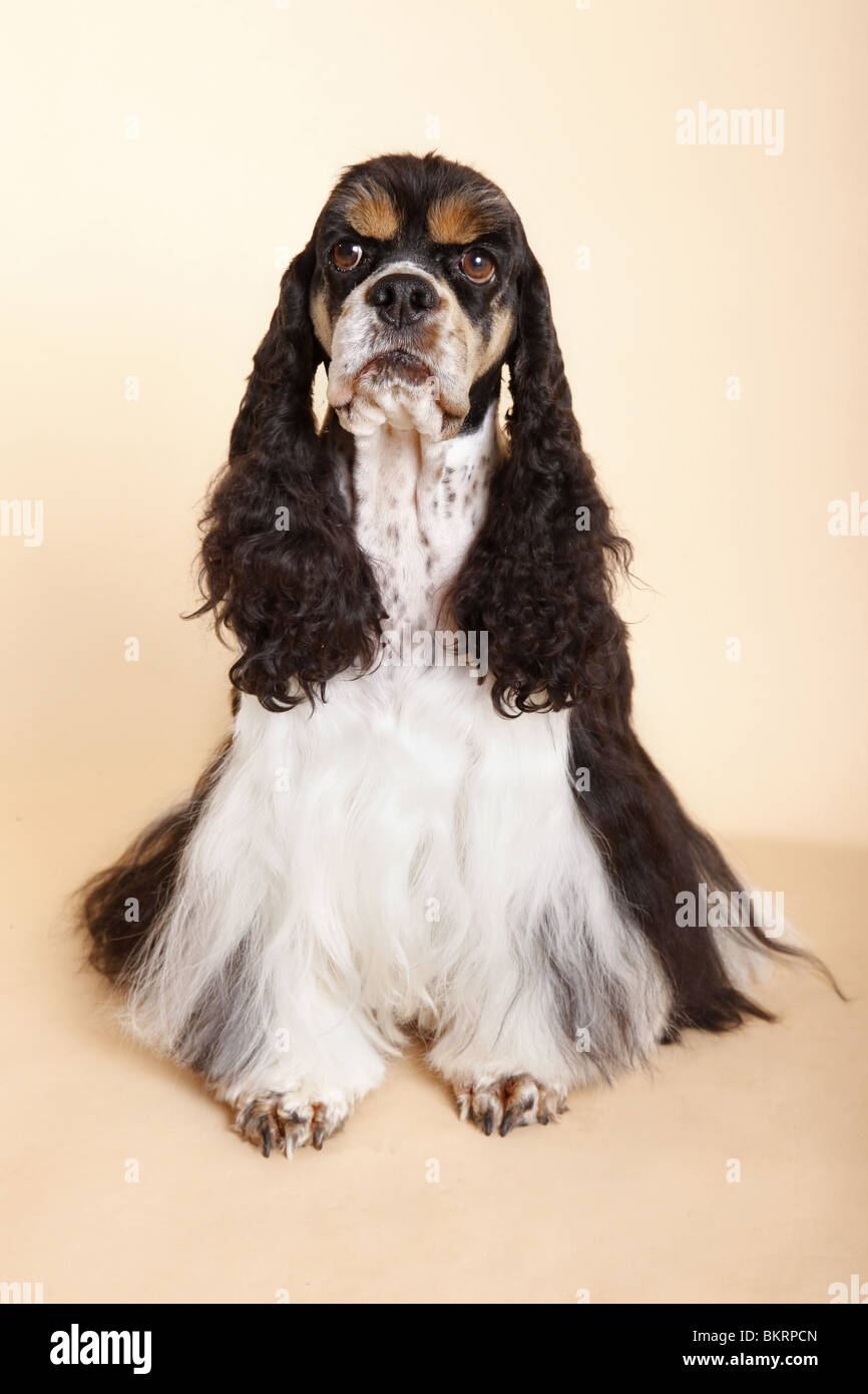 Sitzender American Cocker Spaniel / seduta Cocker Spaniel Foto Stock