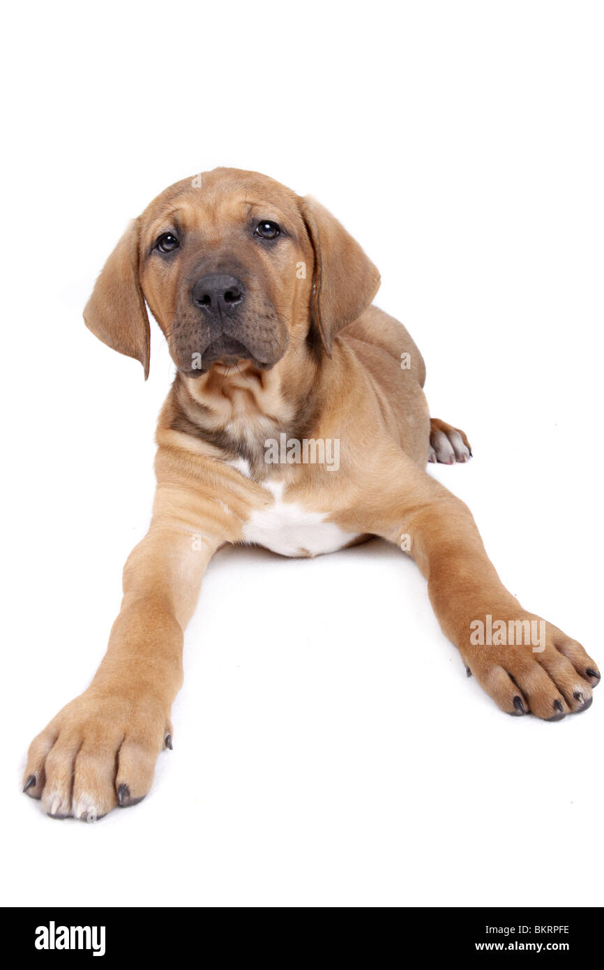 Liegender Tosa inu Welpe / giacente Tosa inu cucciolo Foto Stock