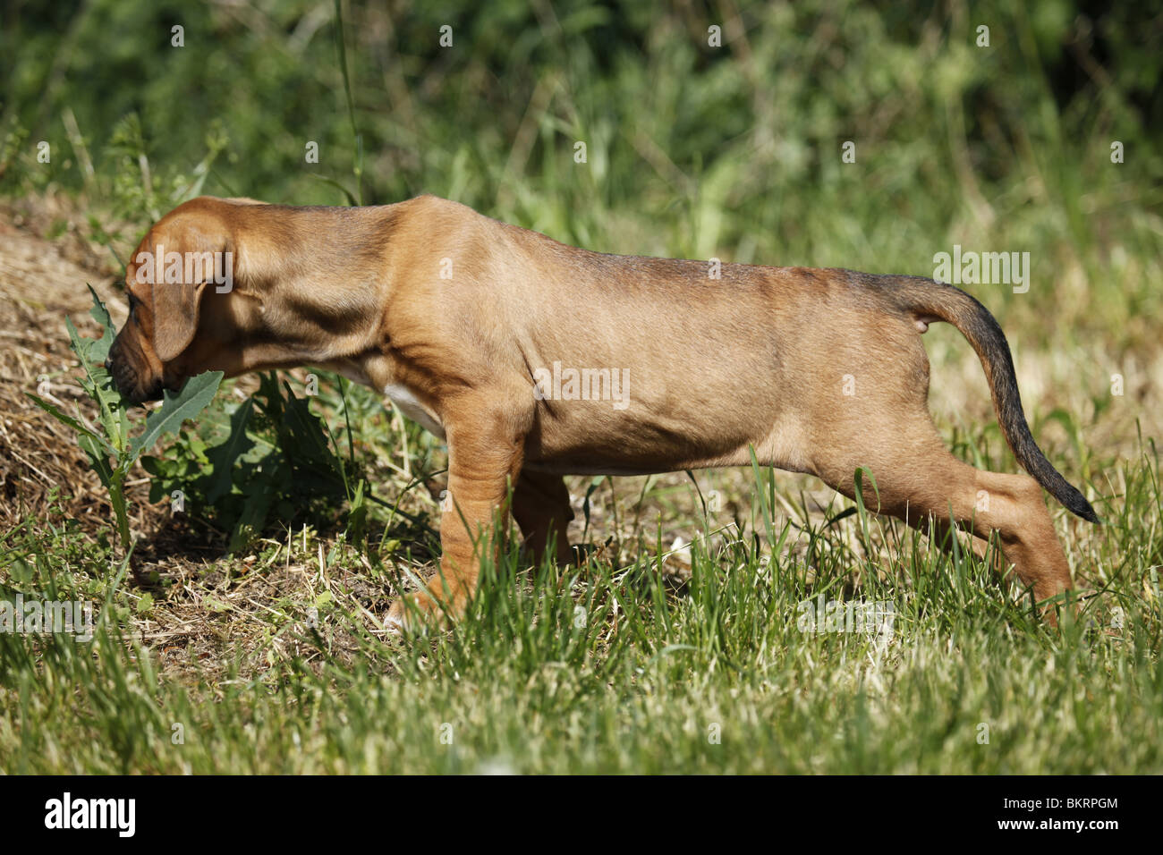 Tosa inu Welpe / Tosa inu cucciolo Foto Stock