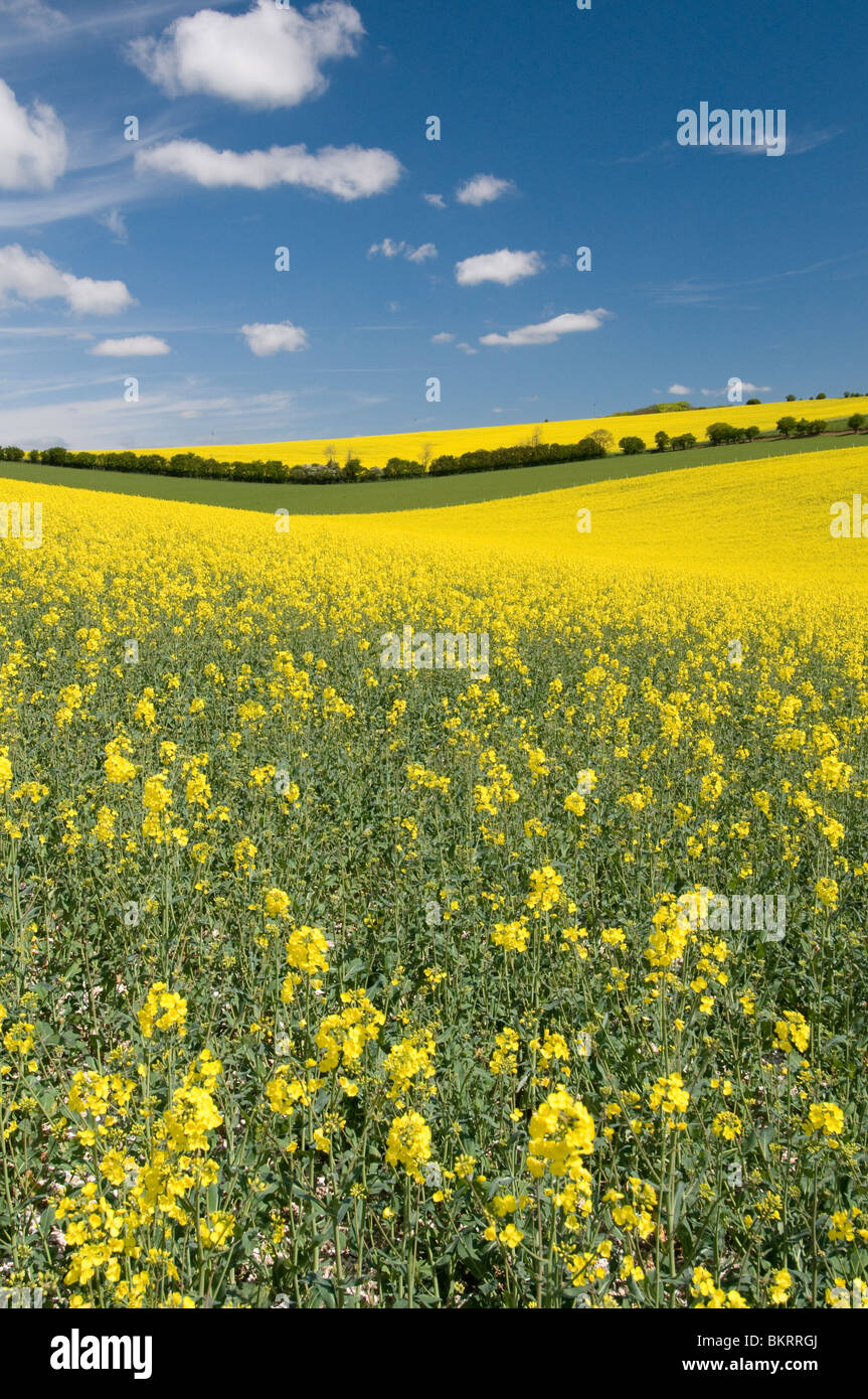 Olio di semi di colza in crescita nel South Downs national park, Sussex, Inghilterra Foto Stock