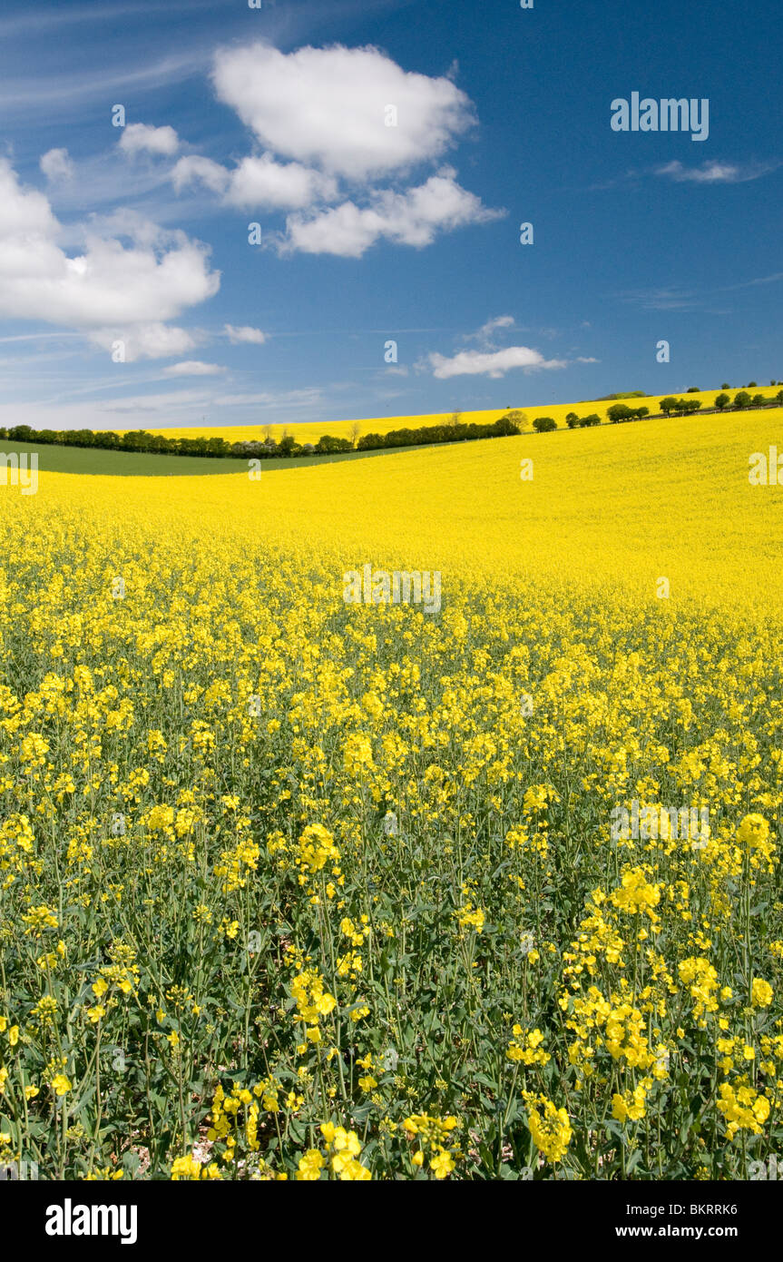 Olio di semi di colza in crescita nel South Downs national park, Sussex, Inghilterra Foto Stock