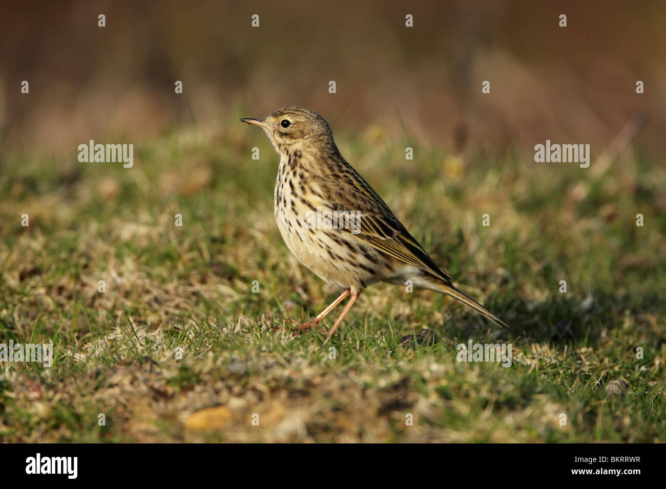 Meadow pipit (Anthus pratensis) on Grassy brughiera Foto Stock