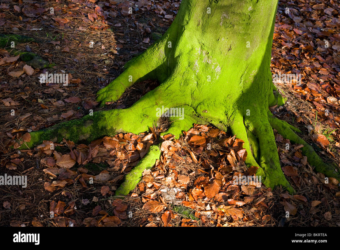 Albero radici e ricoperto di alghe verdi (Chlorophyte) in autunno a Cannock Chase in una zona di straordinaria bellezza naturale Staffordshi Foto Stock