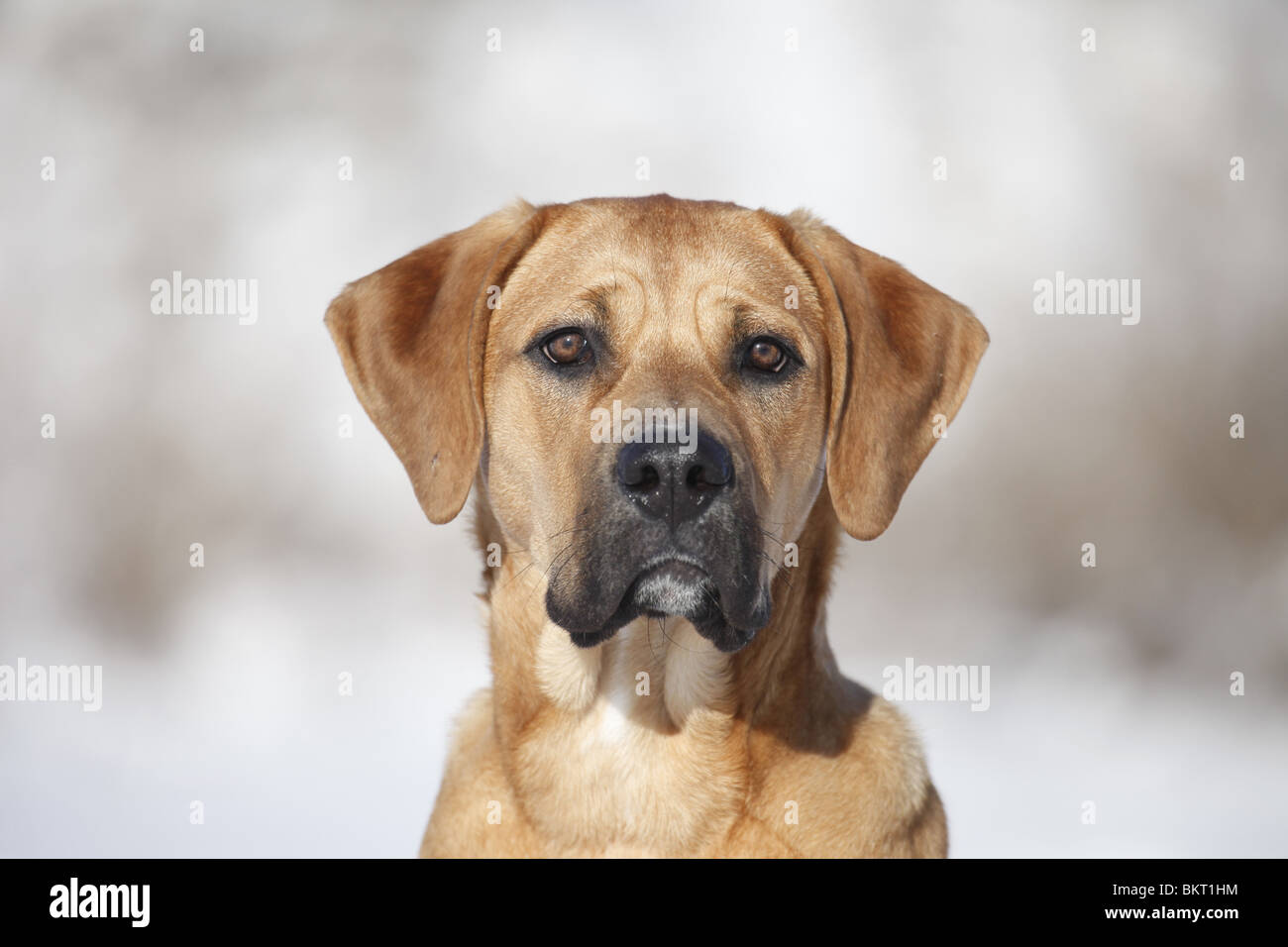 Tosa inu ritratto Foto Stock