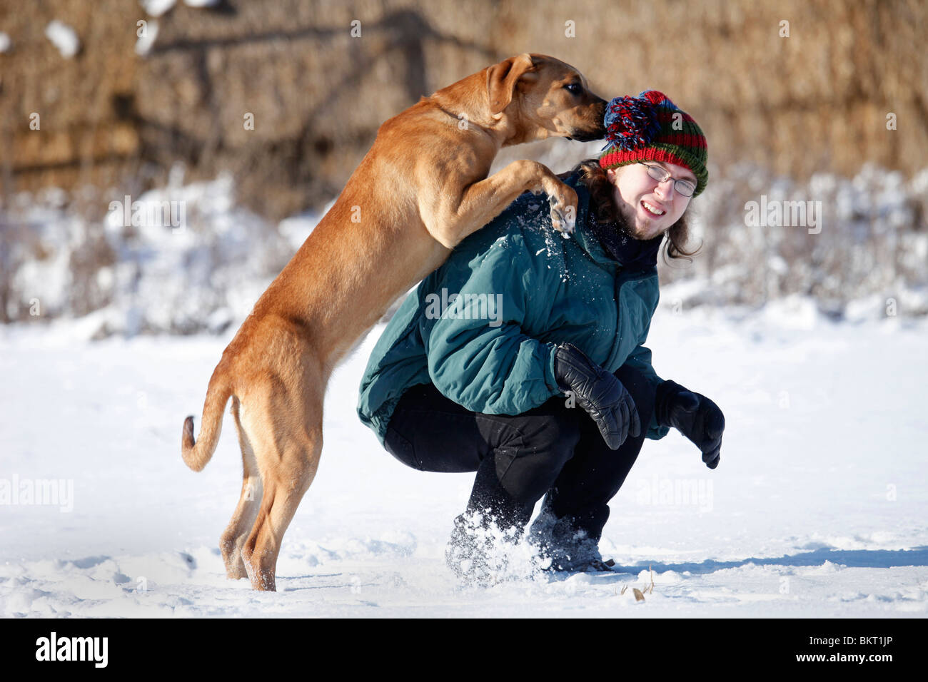 Tosa inu springt Menschen un / Tosa inu Foto Stock
