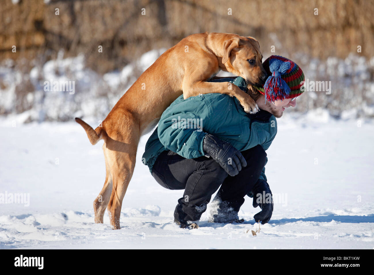Tosa inu springt Menschen un / Tosa inu Foto Stock