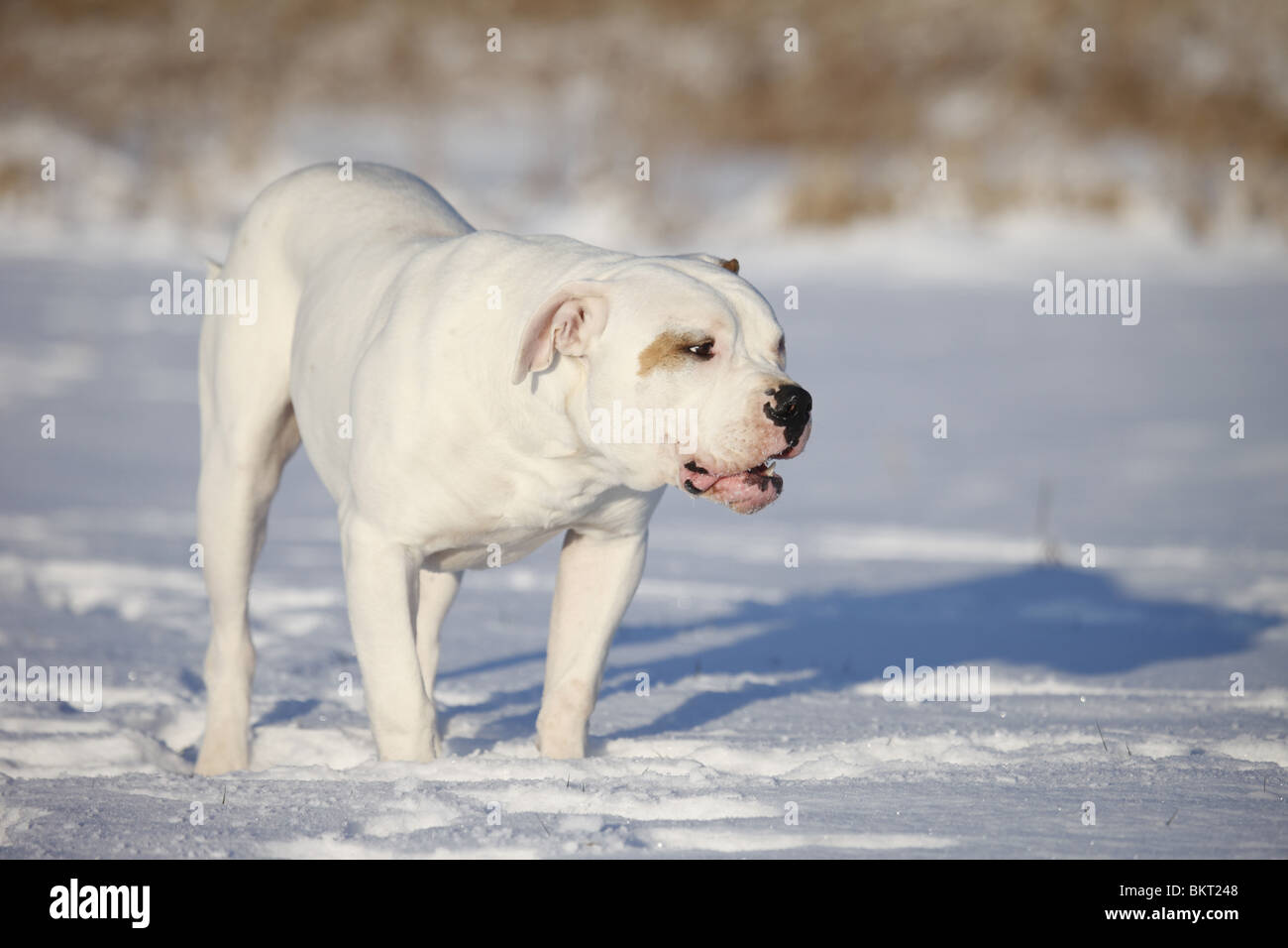 Amerikanische Bulldogge im Schnee / American Bulldog nella neve Foto Stock