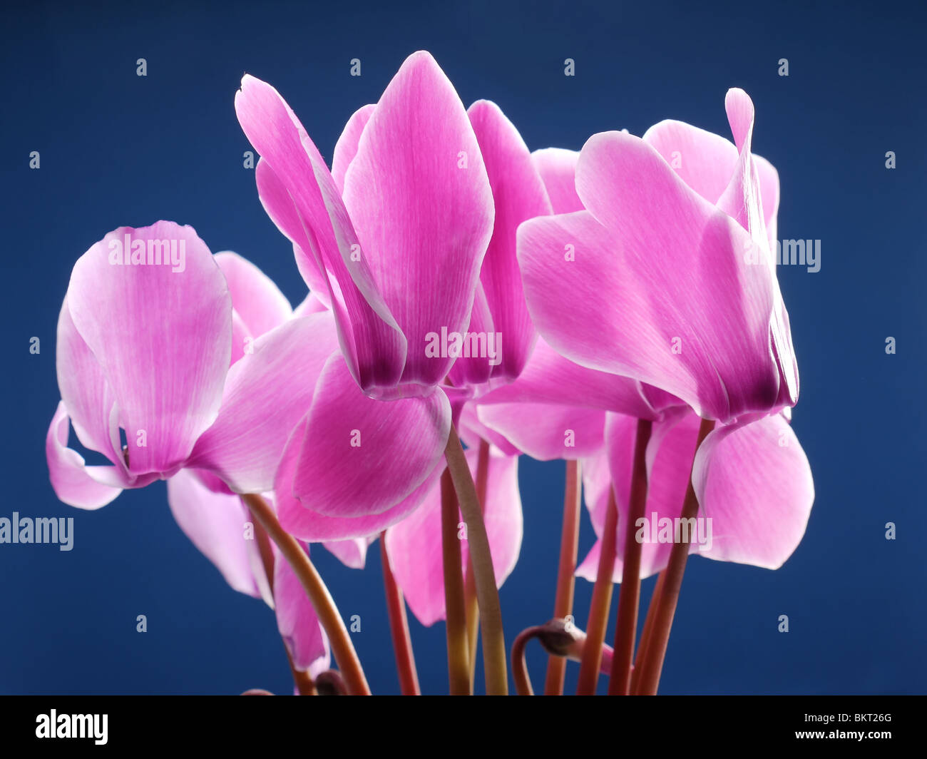 Vista dettagliata del ciclamino fiori colpo su sfondo blu scuro Foto Stock