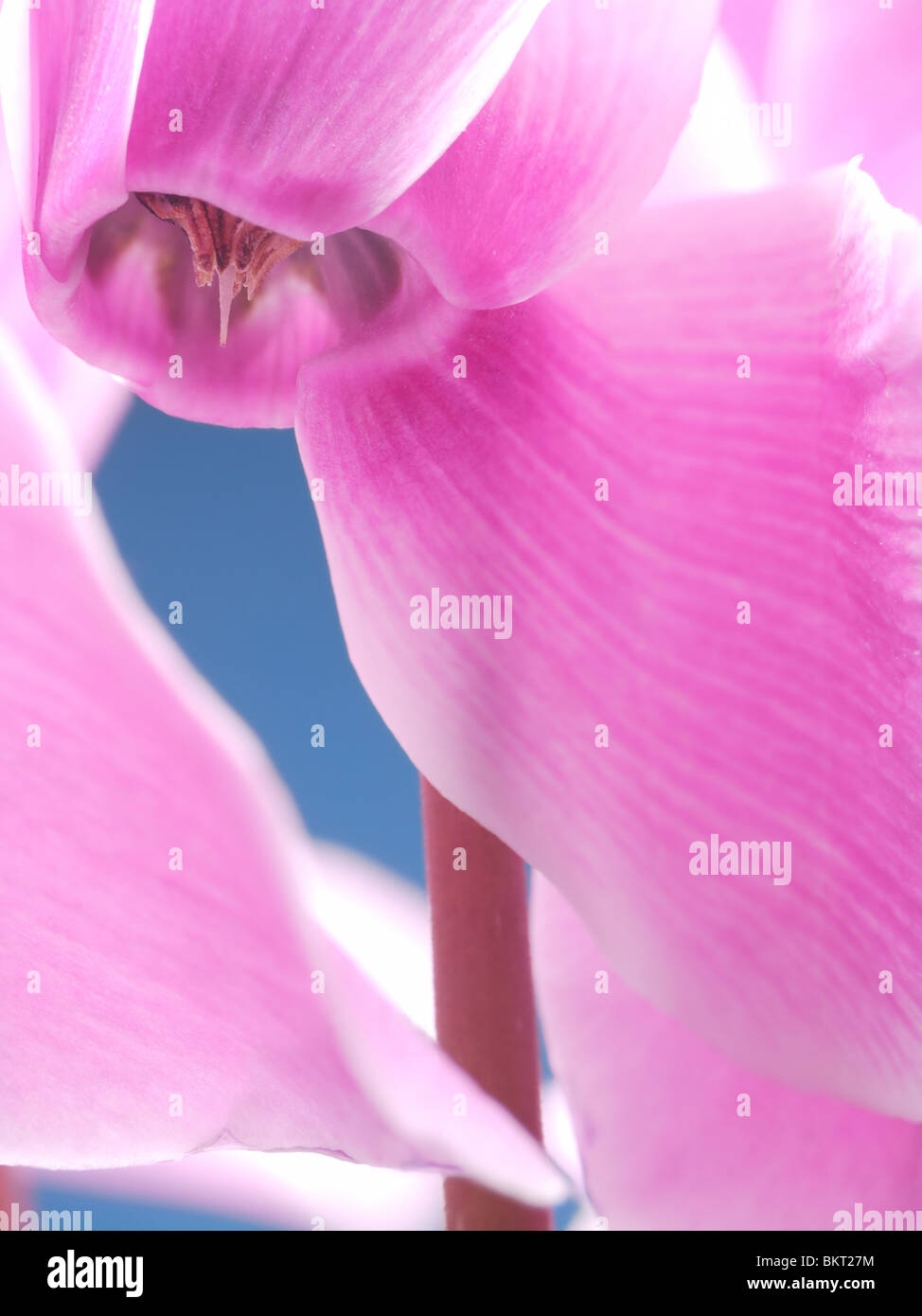 Vista dettagliata del ciclamino petali di fiori colpo su sfondo blu Foto Stock