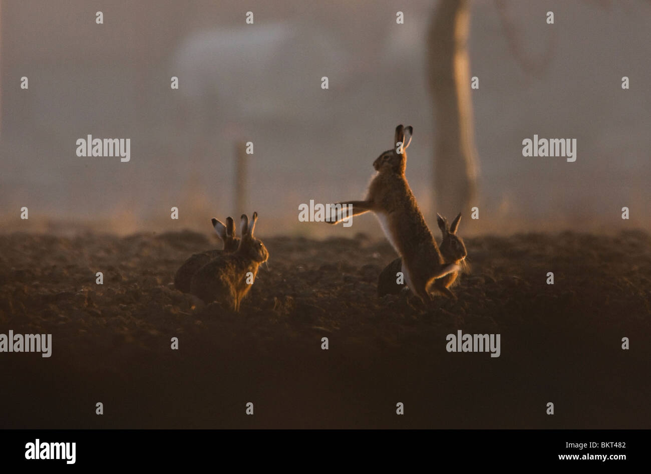 Boksende en springende hazen op akker. Il salto del pugilato e lepri sul campo. Immagine digitale archivio www.rubensmit.nl Foto Stock