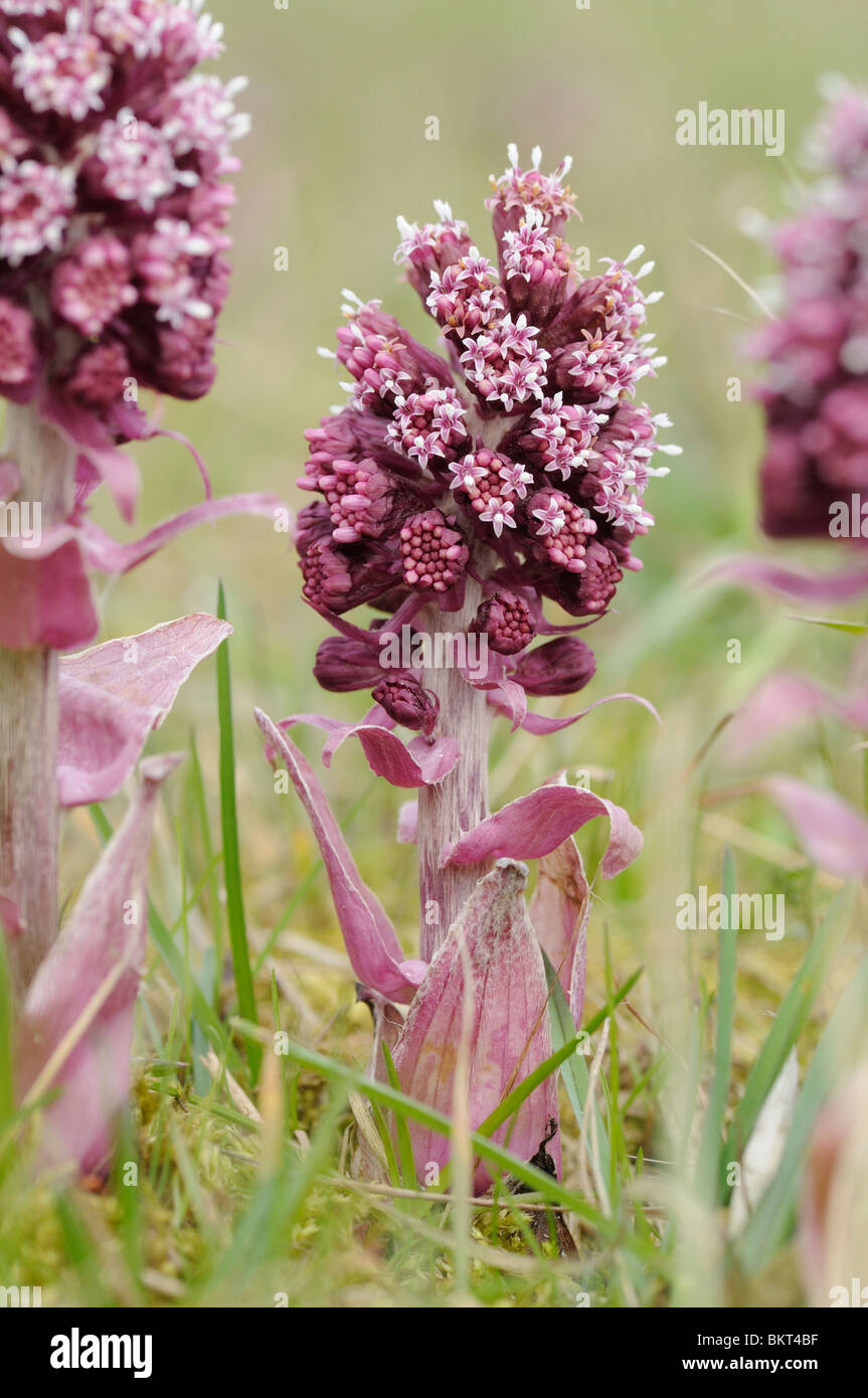 Blooming Butterbur comune con basso punto di vista; Bloeiend Groot Hoefblad incontrato laag standpunt Foto Stock