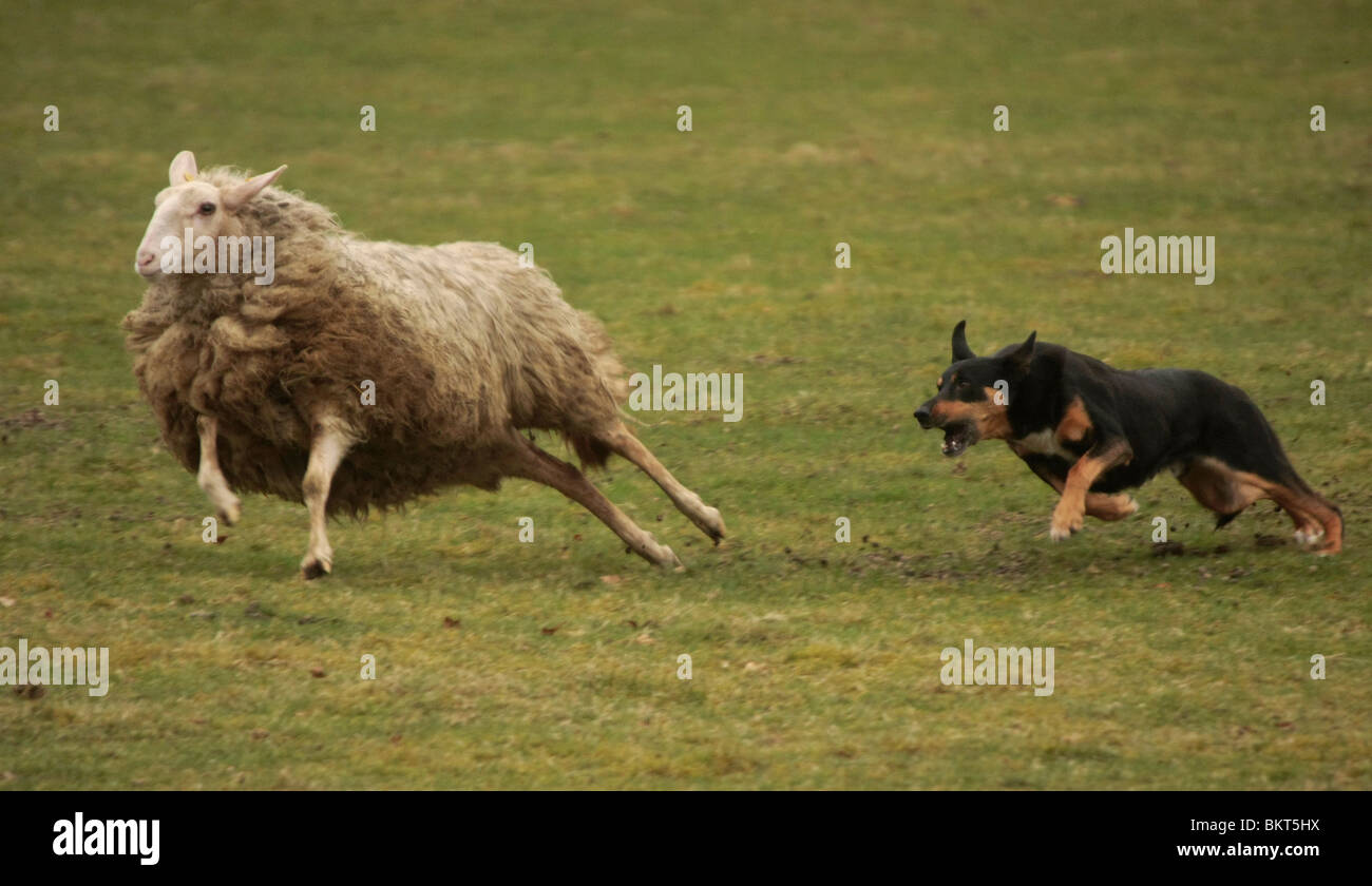 Sheepdog insegue una esecuzione di ovini Foto Stock