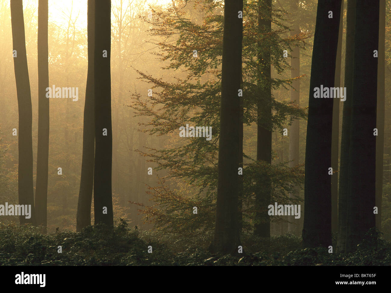 Vroege morgen in bos ZoniÃ"n, BelgiÃ" la mattina presto nella foresta, ZoniÃ"n, Belgio Foto Stock