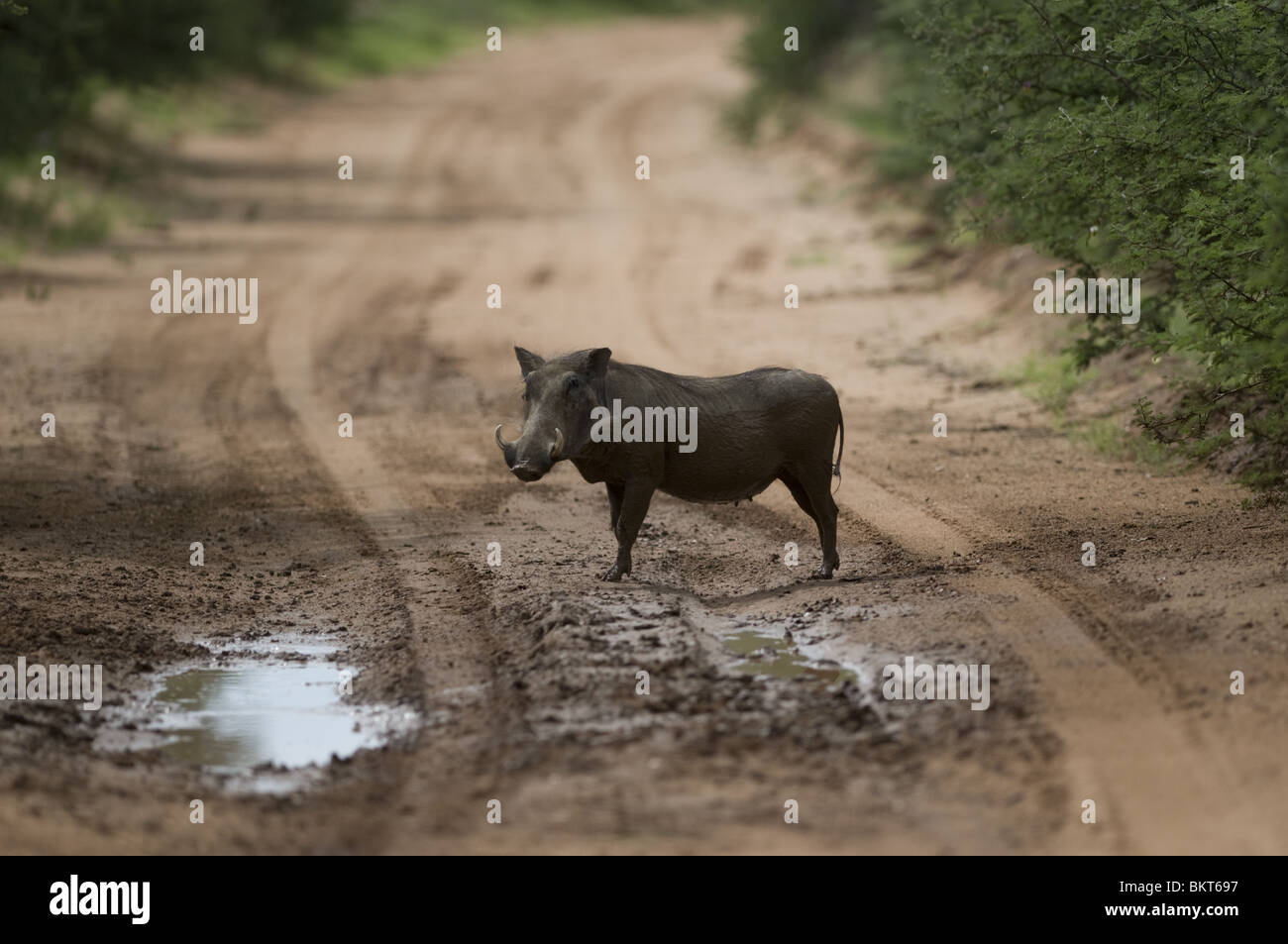 Warthog femmina a sguazzare in strada, Erindi, Namibia. Foto Stock