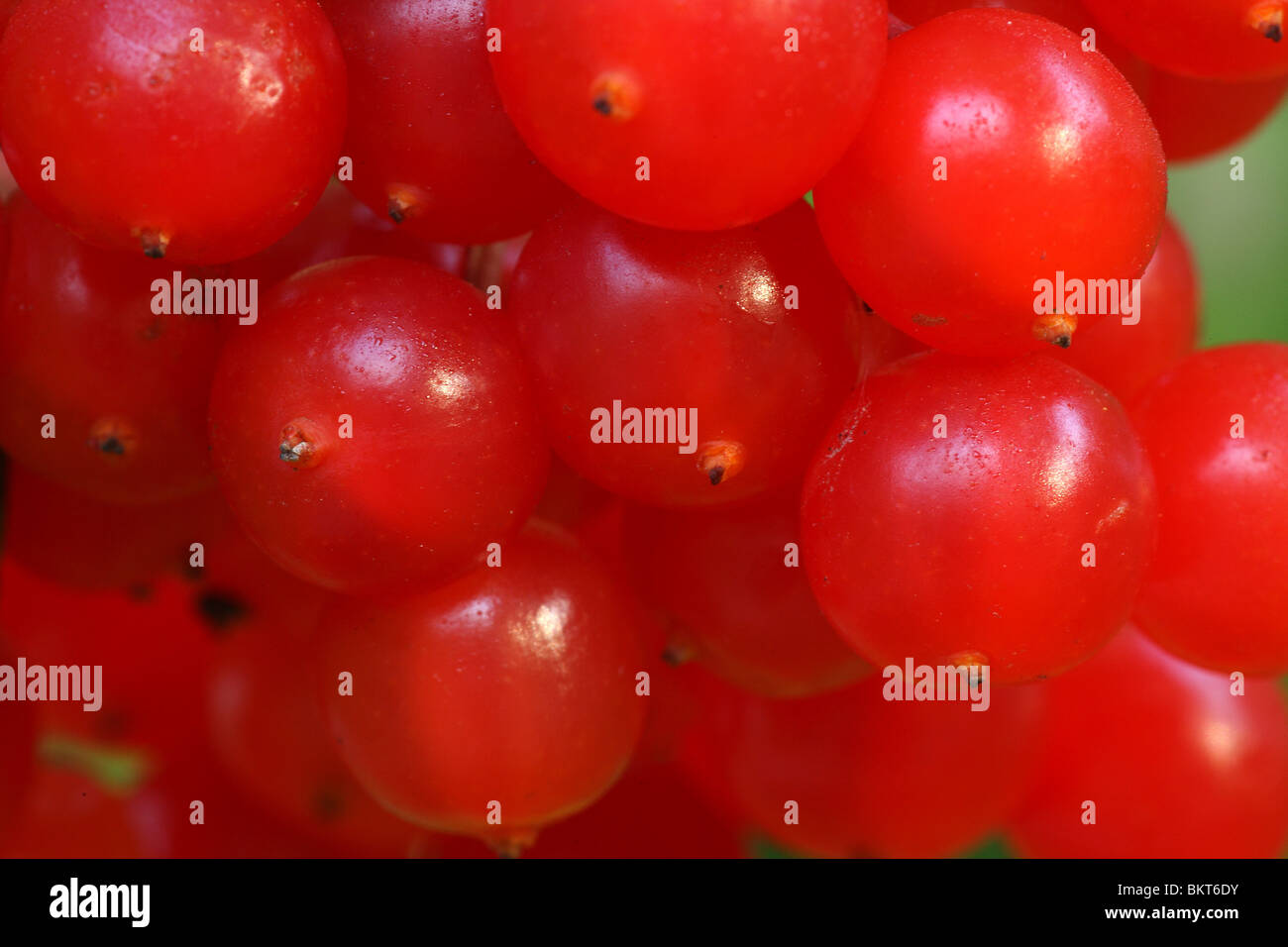Bessen van Gelderse roos (Viburnum opulus), BelgiÃ" Viburno bacche di rosa (Viburnum opulus), Belgio Foto Stock