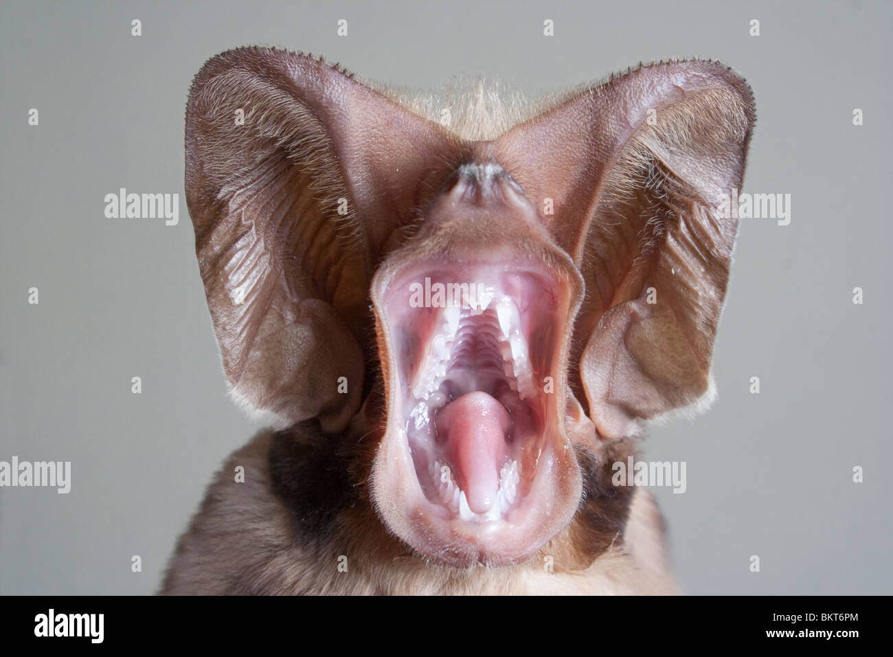 Harrison's Great-eaved free-tail bat (otomops harrisoni) sorridente, Kenya centrale. Foto Stock