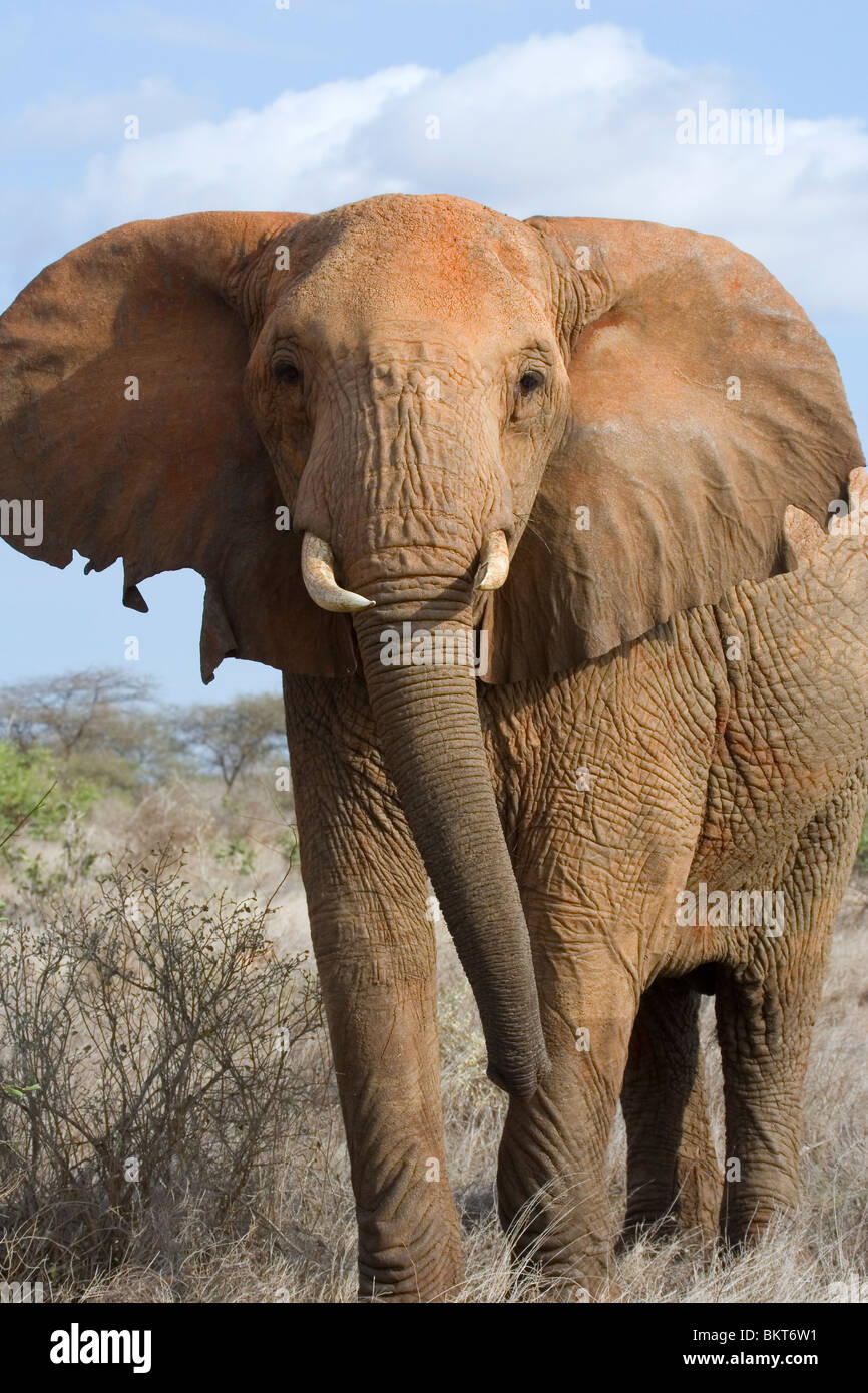 Elefante africano (Loxodonta africana) minaccioso, parco nazionale orientale di Tsavo in Kenya. Foto Stock