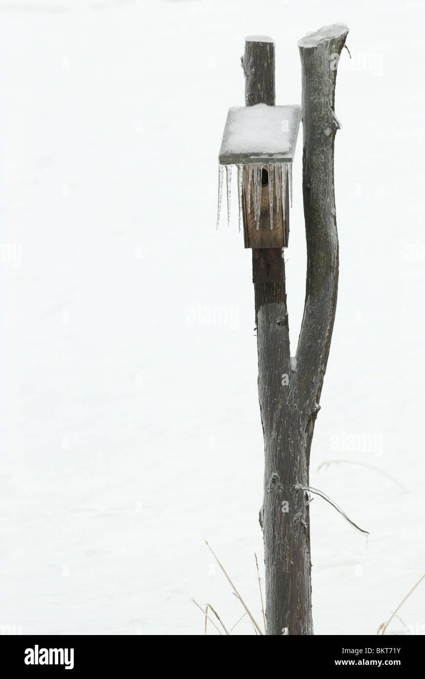 Een nestkast aan een paal bedekt met ijs,un nestbox su un palo ricoperto di ghiaccio. Foto Stock