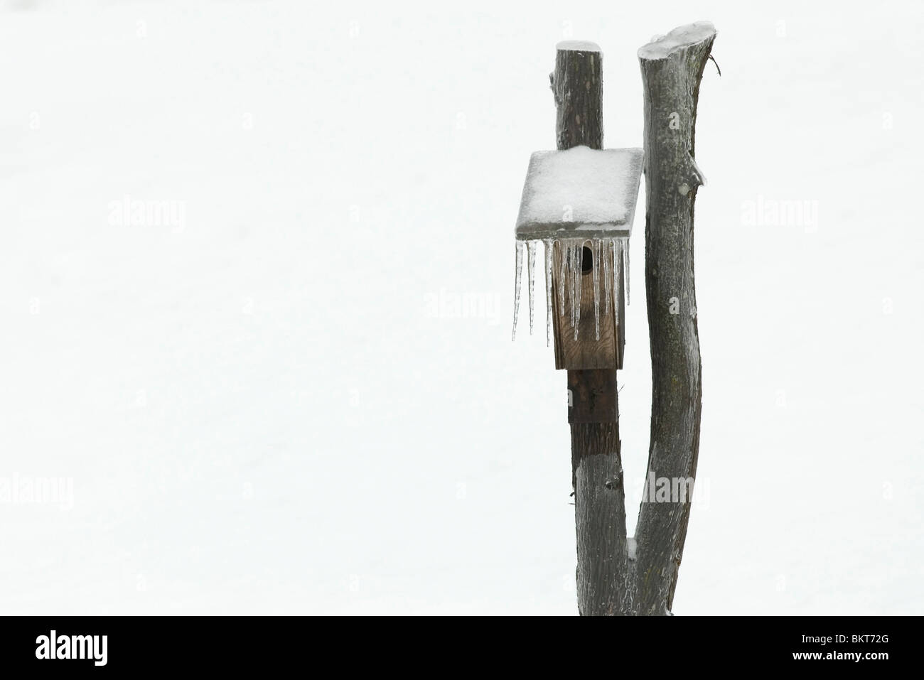 Een nestkast aan een paal bedekt met ijs,un nestbox su un palo ricoperto di ghiaccio. Foto Stock