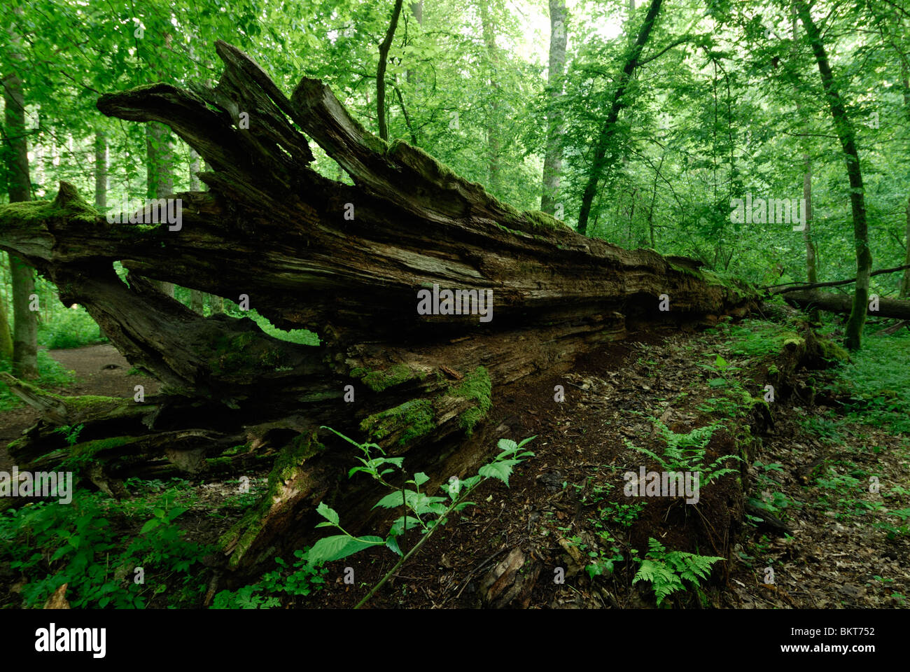 Dode boom nel oerbos Bialowiesza; albero morto in antica foresta Bialowiesza Foto Stock