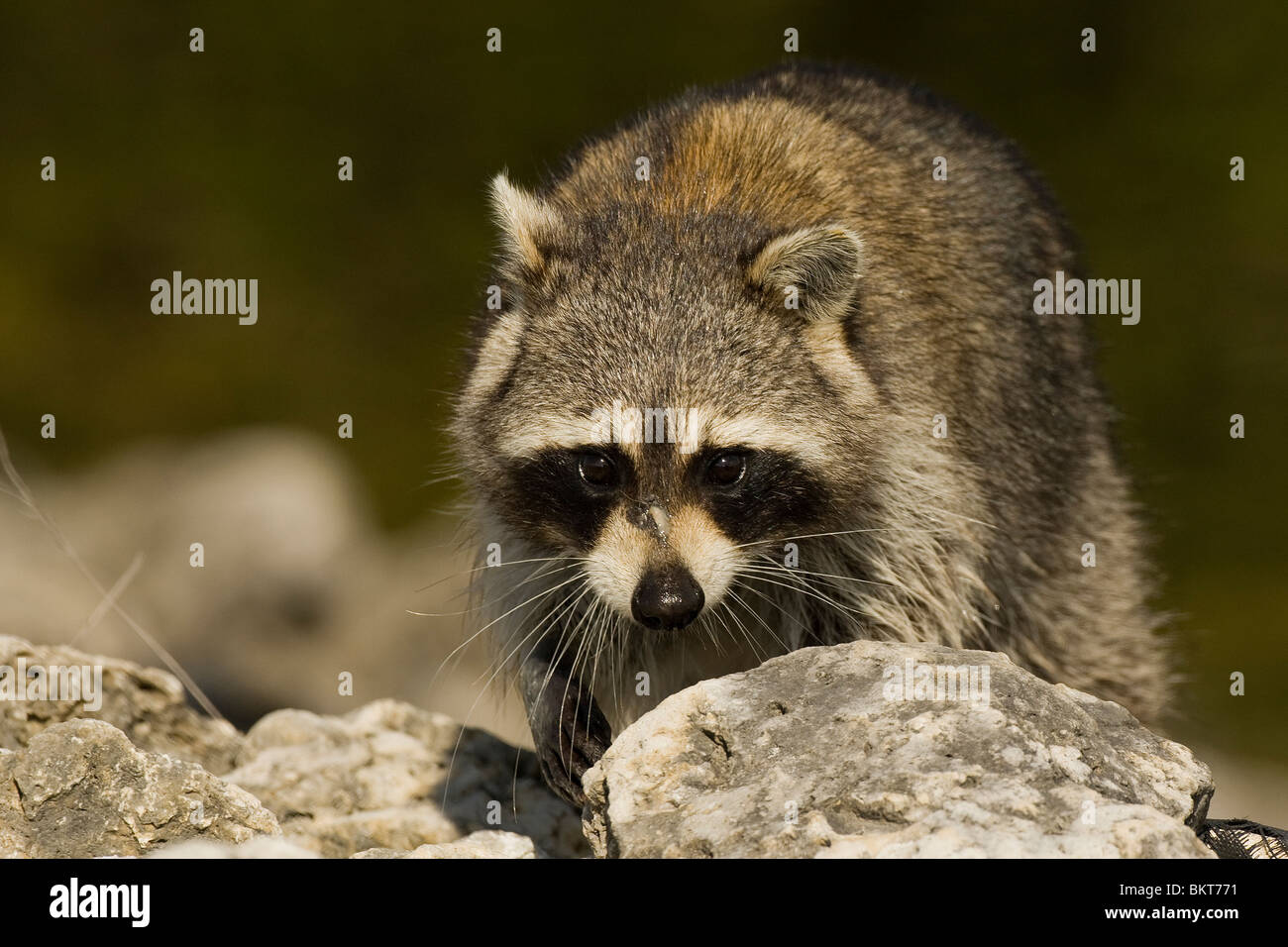 Wasbeer, Procione lotor, Raccoon Foto Stock