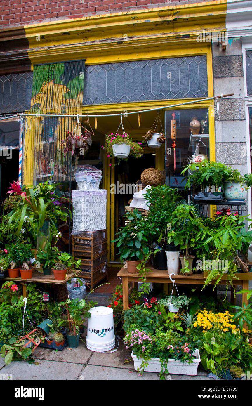 Negozio di fiori Bernard street Montreal Mile End area Foto Stock