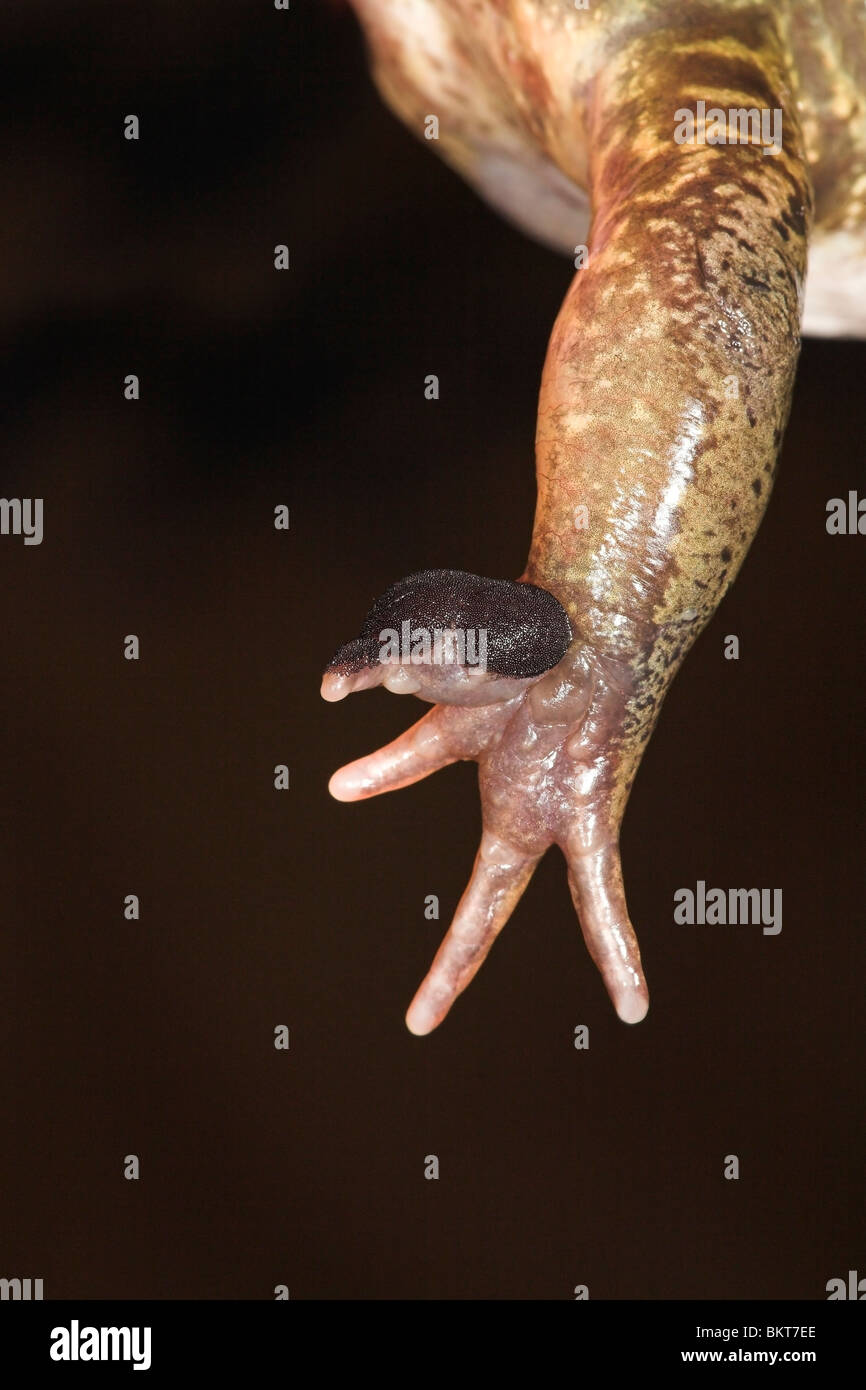 Foto della gamba anteriore di un maschio di rana comune nella stagione di riproduzione con il suo accoppiamento spazzole ben visibile, queste spazzole agire per ottenere tenere su la femmina quando i maschi climbes sulla parte superiore Foto Stock