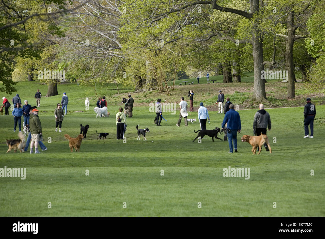 Convenzione di canino in Prospect Park di Brooklyn, New York. quando i cani sono ammessi su off la loro guinzagli per un tempo ogni giorno in un'area designata Foto Stock