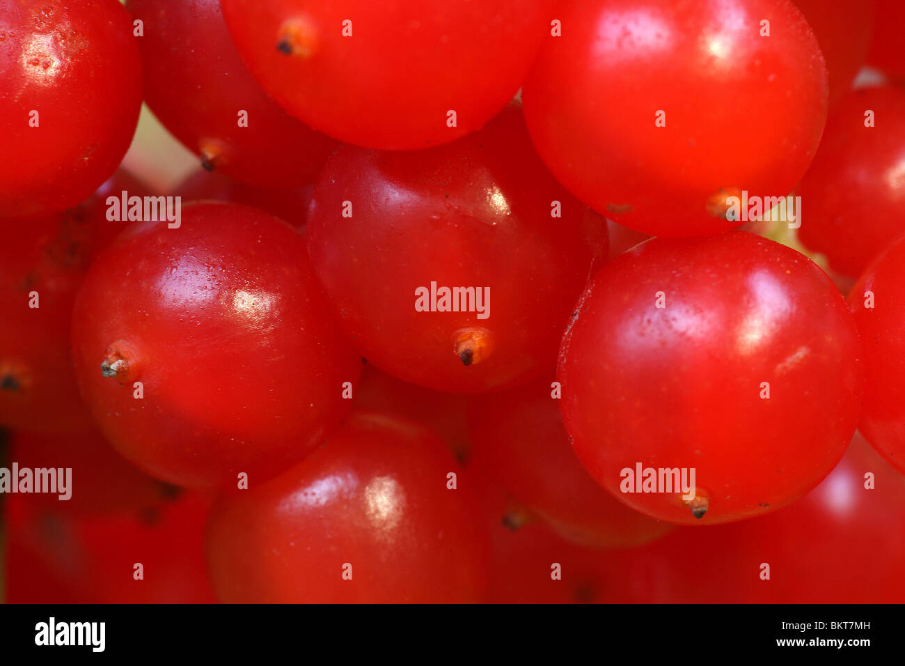Bessen van Gelderse roos (Viburnum opulus), BelgiÃ" Viburno bacche di rosa (Viburnum opulus), Belgio Foto Stock