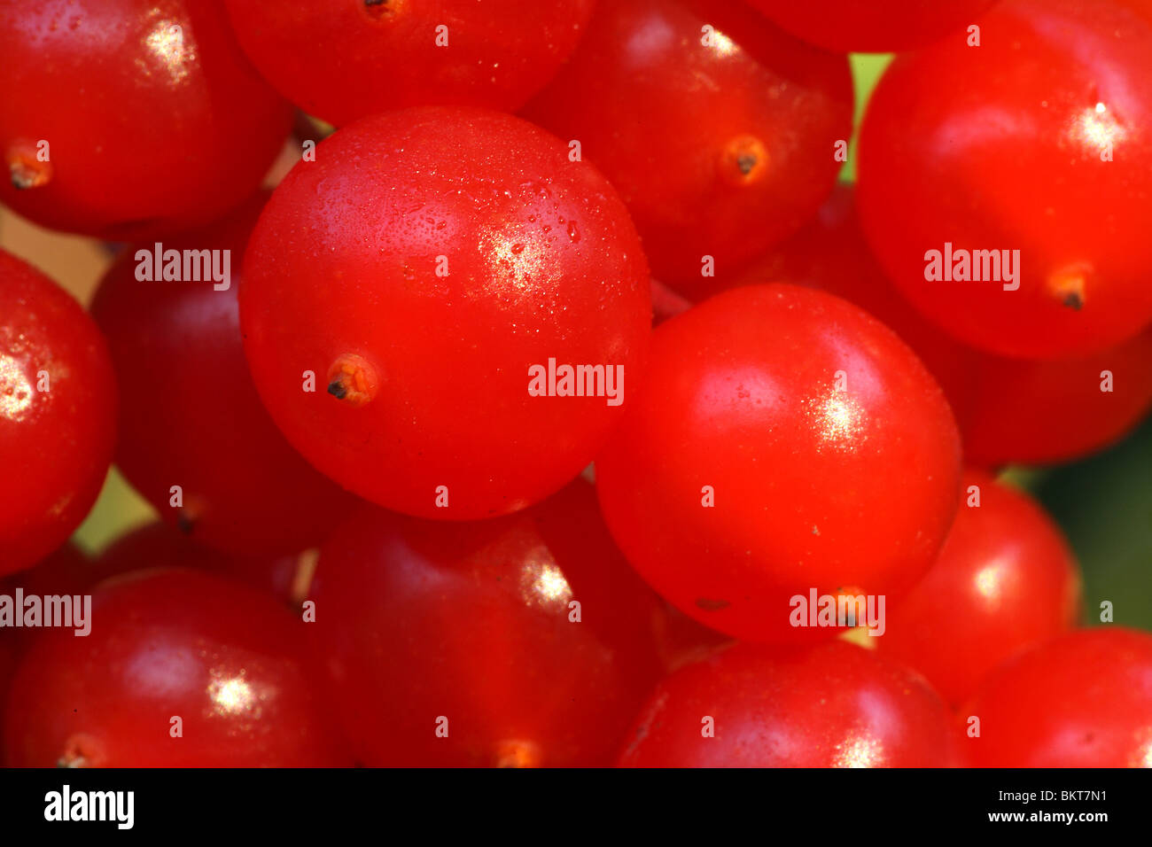Bessen van Gelderse roos (Viburnum opulus), BelgiÃ" Viburno bacche di rosa (Viburnum opulus), Belgio Foto Stock