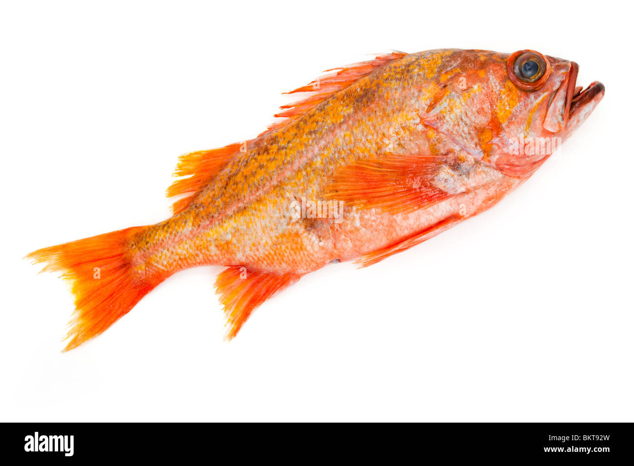 Pesce rosso con sfondo bianco Foto Stock