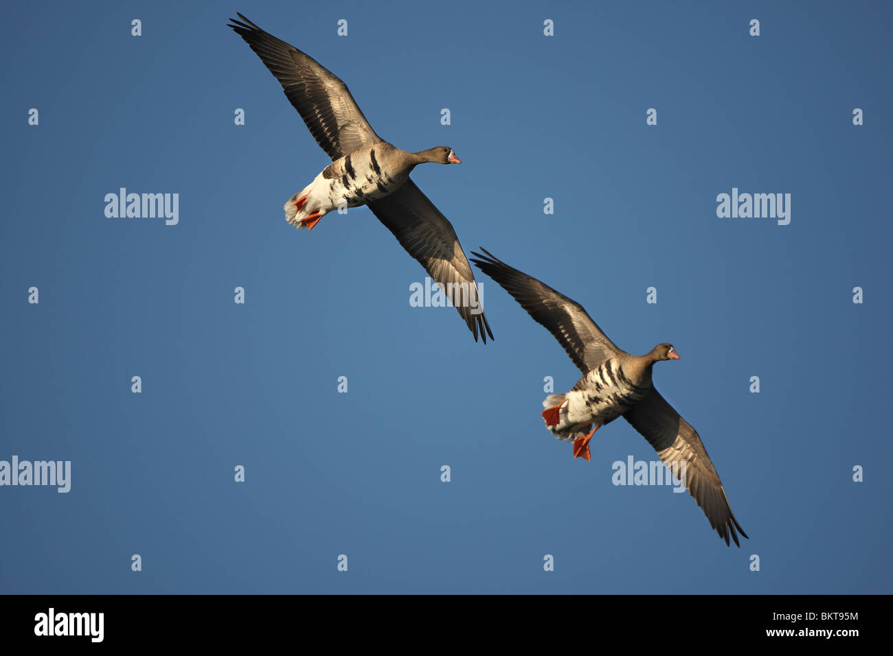 Kolganzen (Anser albifrons) in vlucht maggiore bianco-fronteggiata Goose (Anser albifrons) in volo Foto Stock