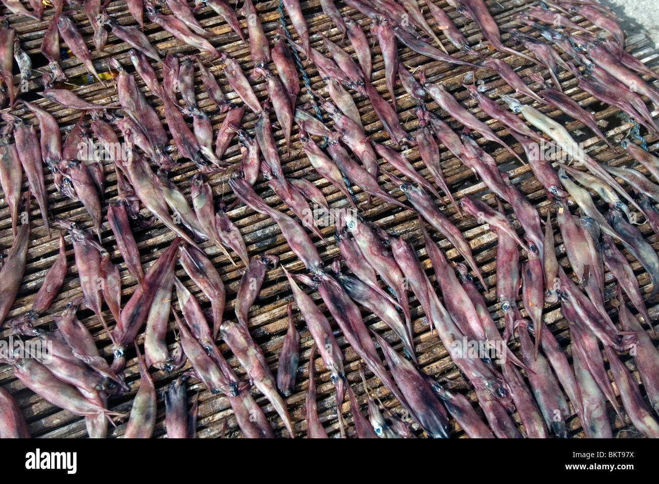 Calamari secchi conditi sulla cremagliera nel villaggio bajau, Komodo parco marino, Indonesia Foto Stock