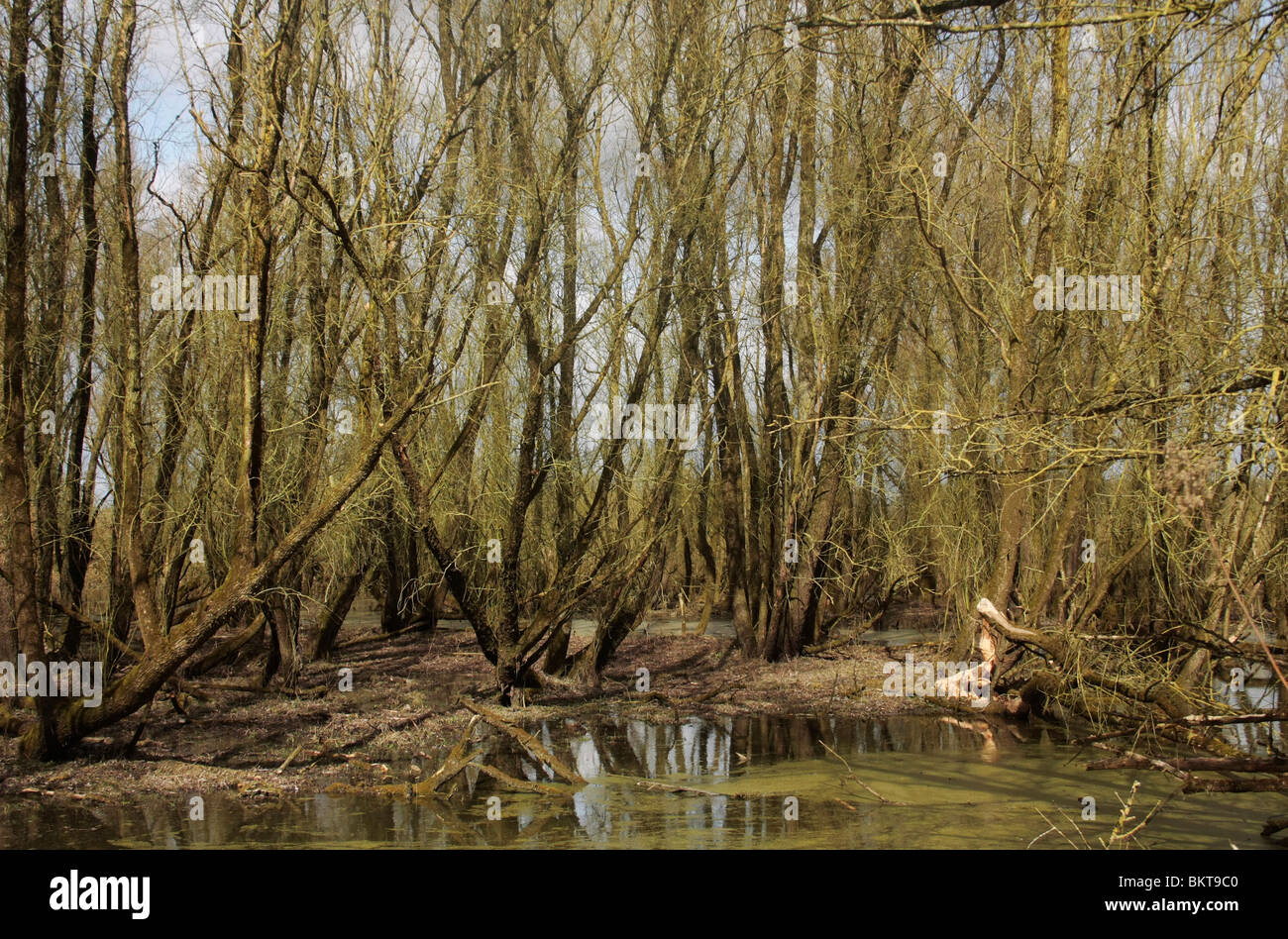 Ruig dicht ooibos in de winter bij een hoge waterstand van de rivier; Foto Stock